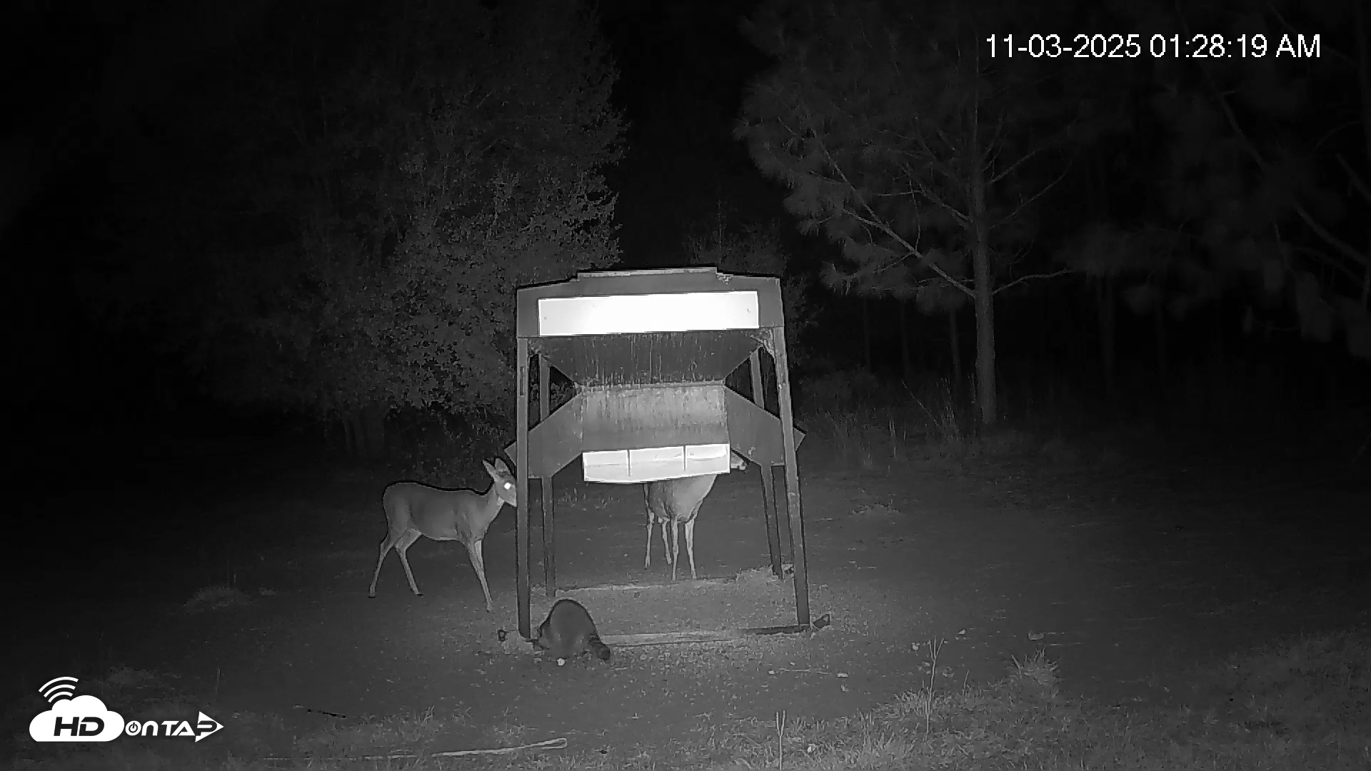 Snapshot of Leesburg Georgia Live Deer Feeder Webcam taken Nov 3, 2025, 1:28am EST