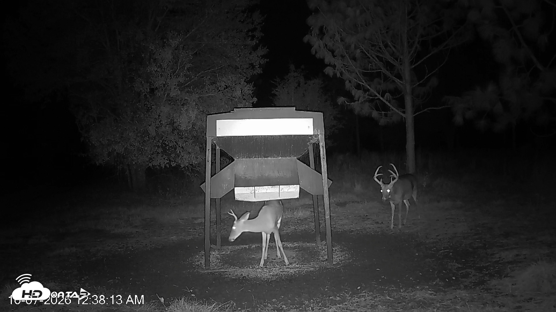 Snapshot of Leesburg Georgia Live Deer Feeder Webcam taken Oct 7, 2026, 12:38am EDT
