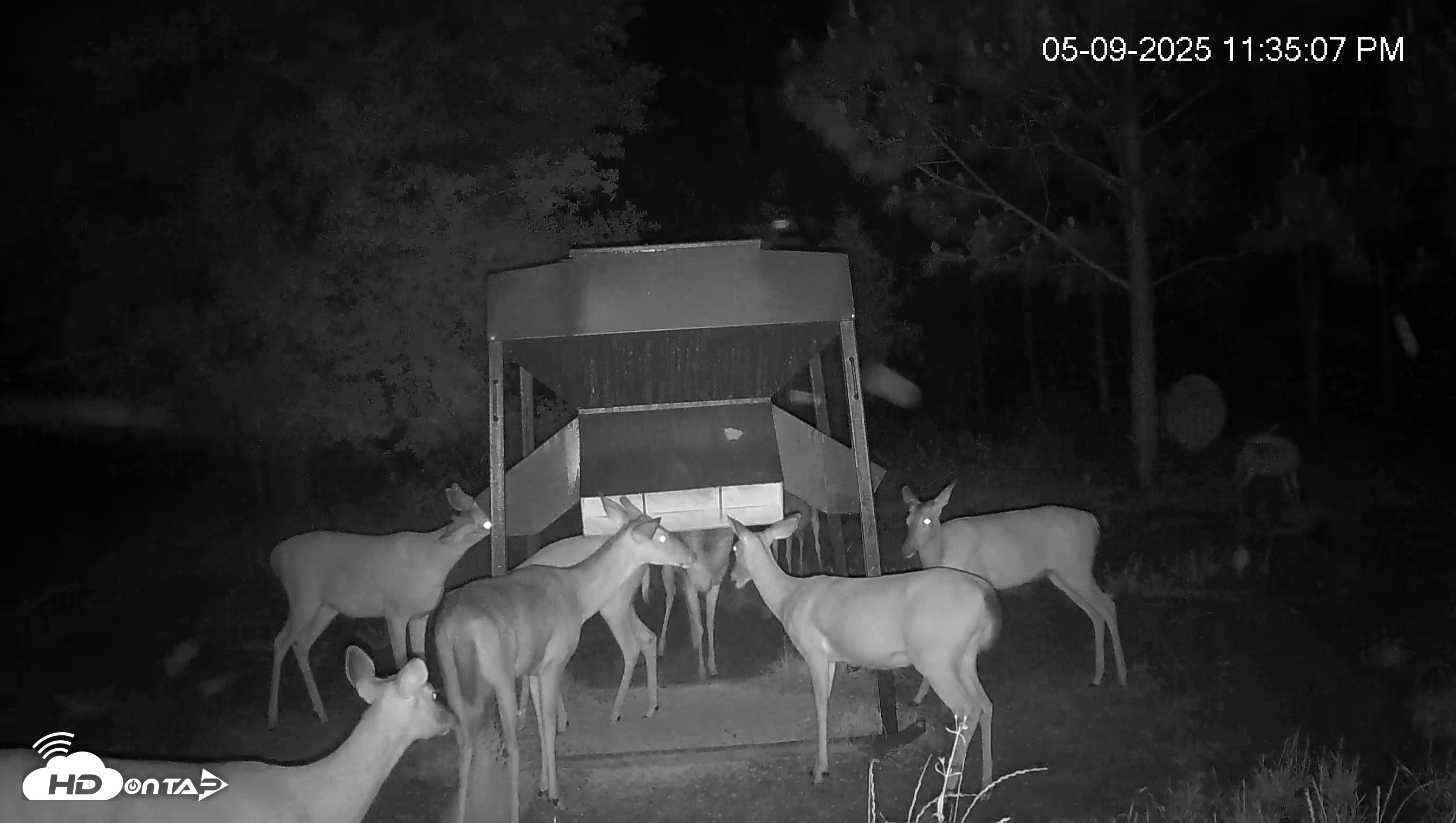 Snapshot of Leesburg Georgia Live Deer Feeder Webcam taken May 9, 2025, 11:35pm EDT