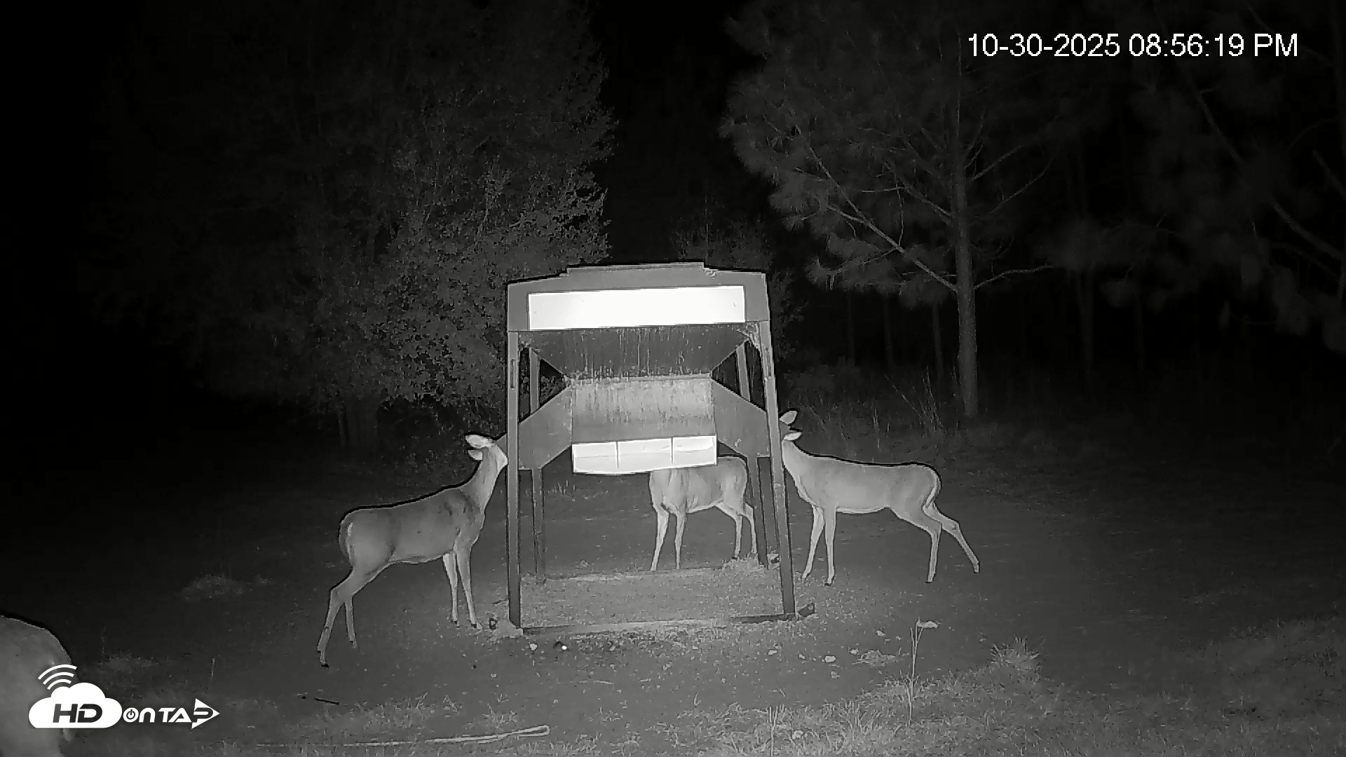 Snapshot of Leesburg Georgia Live Deer Feeder Webcam taken Oct 30, 2025, 8:56pm EDT