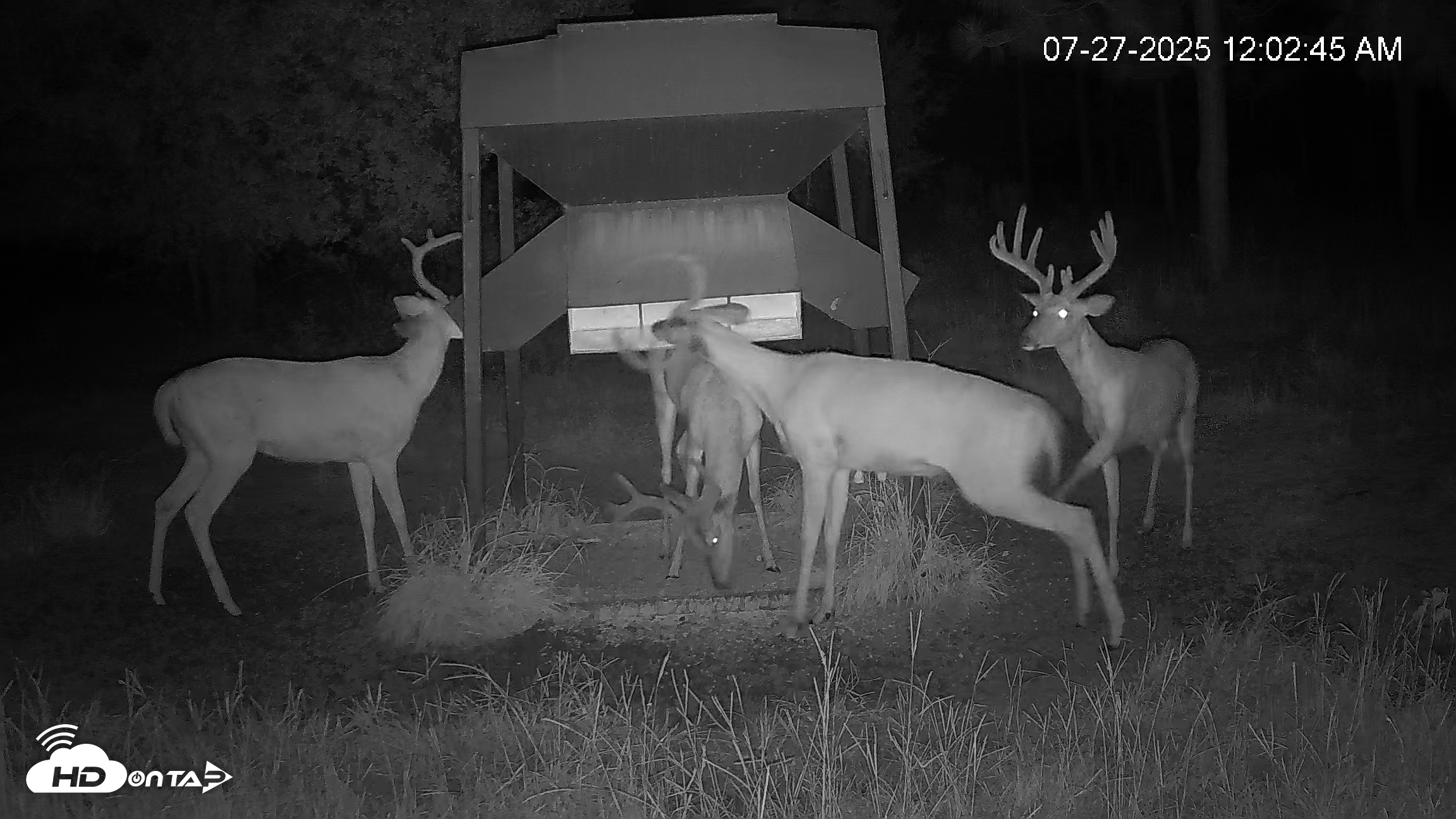 Snapshot of Leesburg Georgia Live Deer Feeder Webcam taken Jul 27, 2025, 12:03am EDT