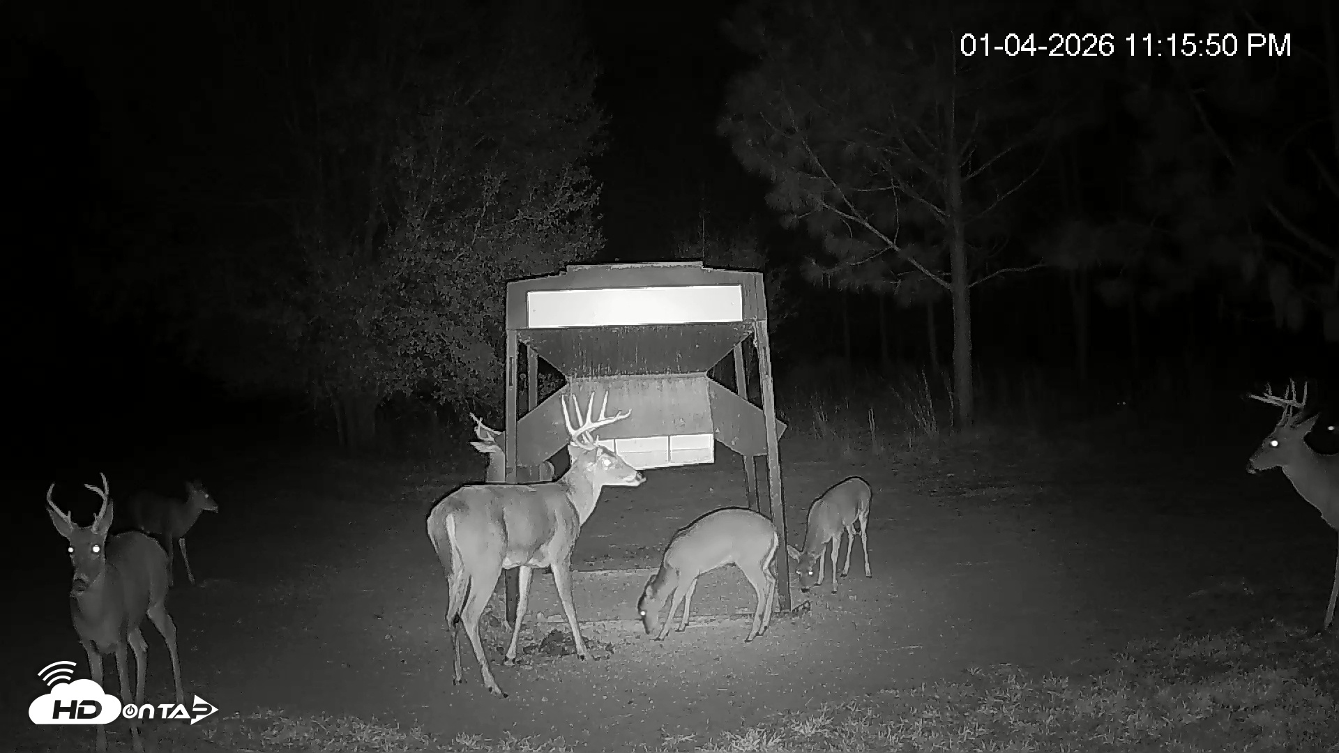 Snapshot of Leesburg Georgia Live Deer Feeder Webcam taken Jan 4, 2026, 11:16pm EST