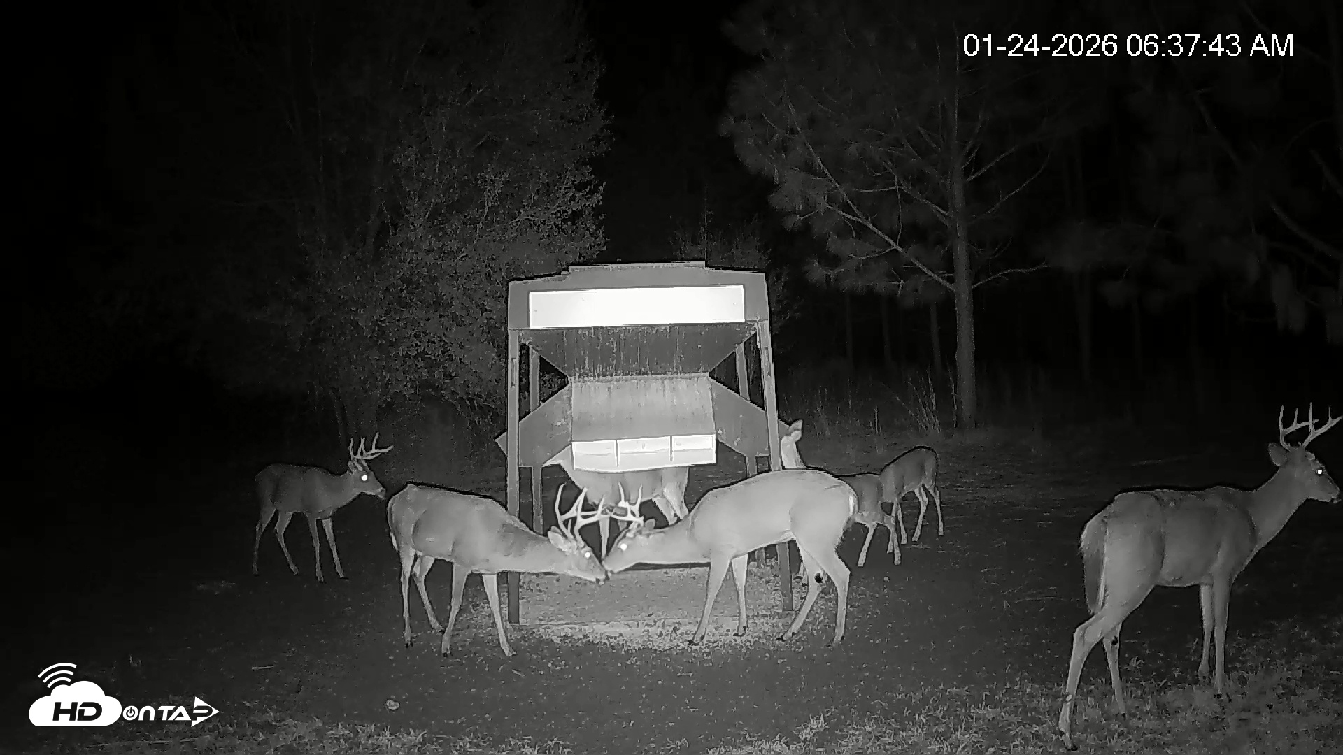Snapshot of Leesburg Georgia Live Deer Feeder Webcam taken Jan 24, 2026, 6:37am EST