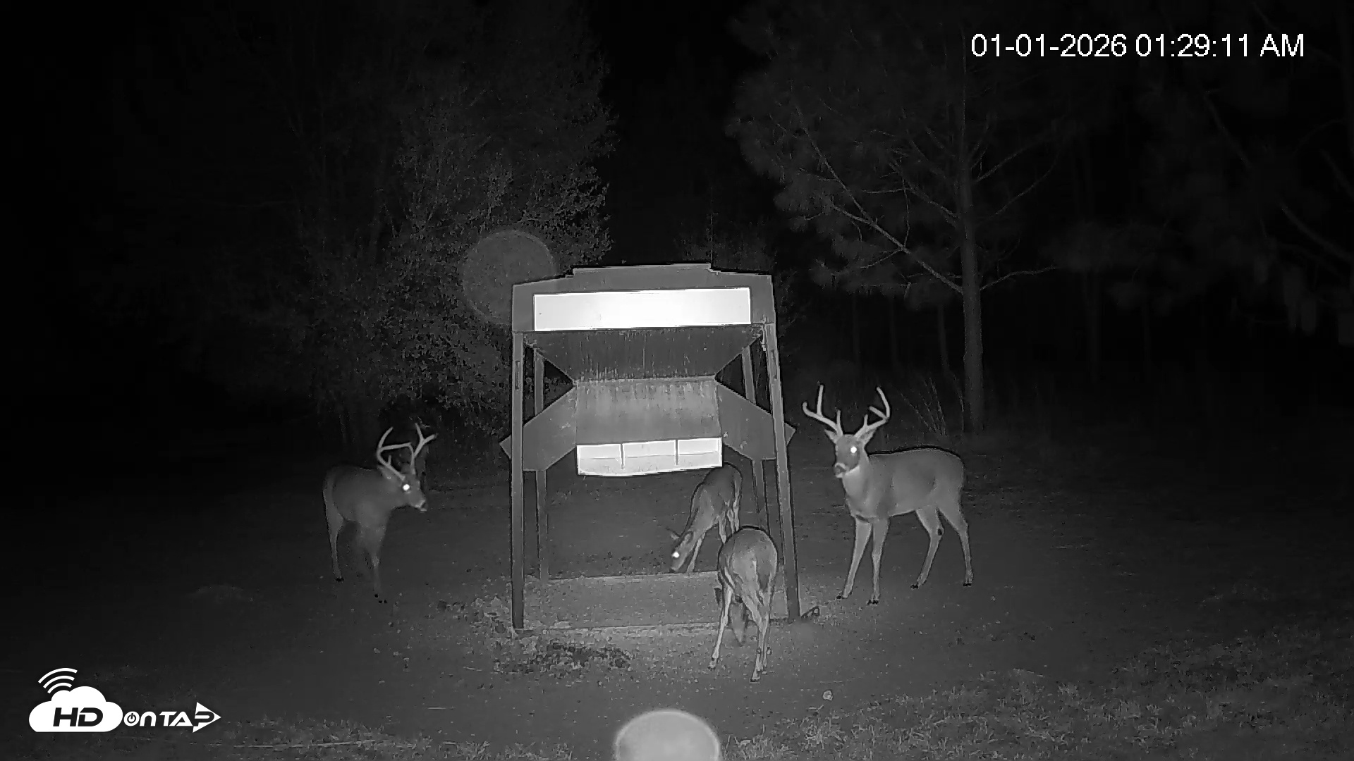 Snapshot of Leesburg Georgia Live Deer Feeder Webcam taken Jan 1, 2026, 1:28am EST