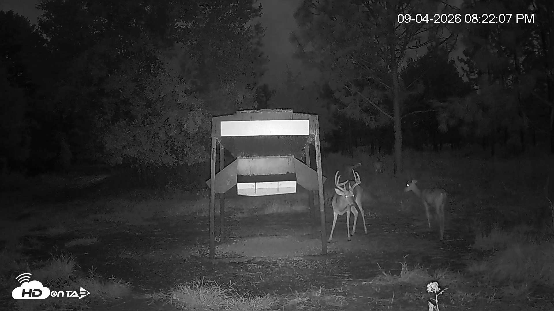 Snapshot of Leesburg Georgia Live Deer Feeder Webcam taken Sep 4, 2026, 8:22pm EDT