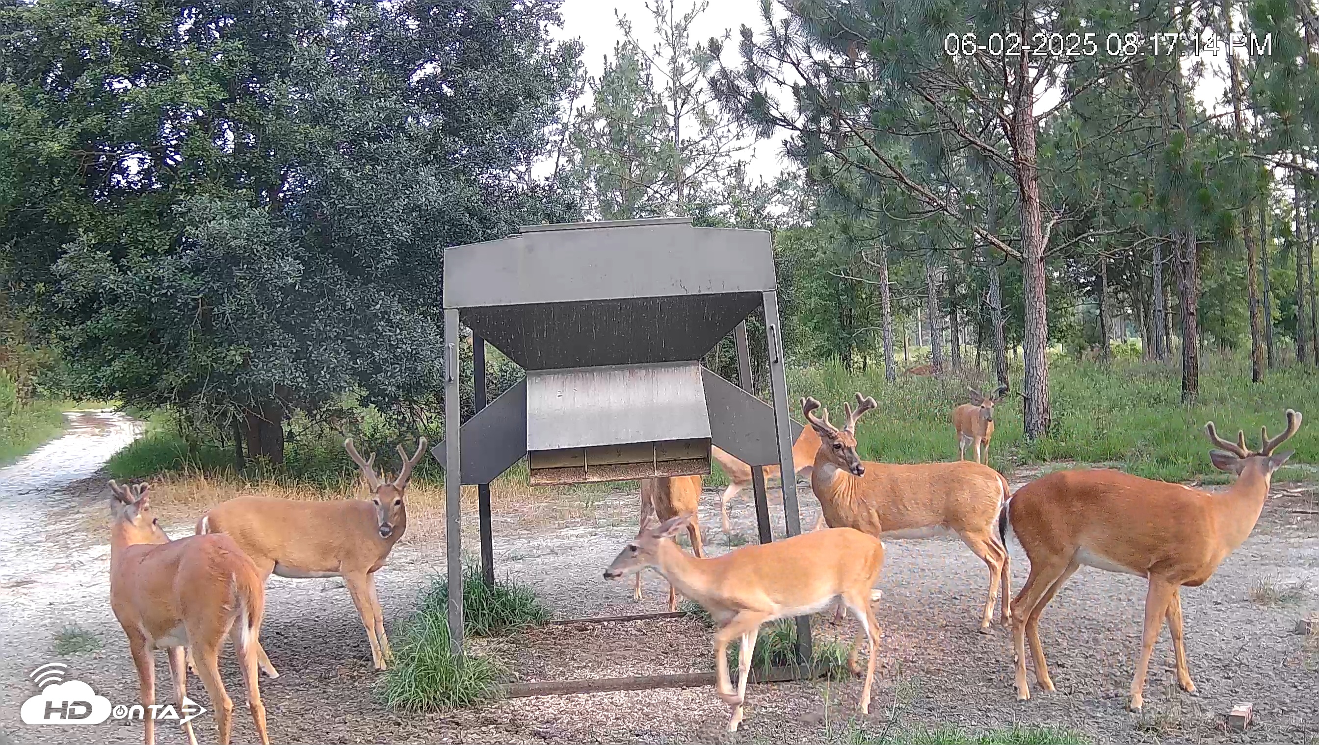 Snapshot of Leesburg Georgia Live Deer Feeder Webcam taken Jun 2, 2025, 8:17pm EDT