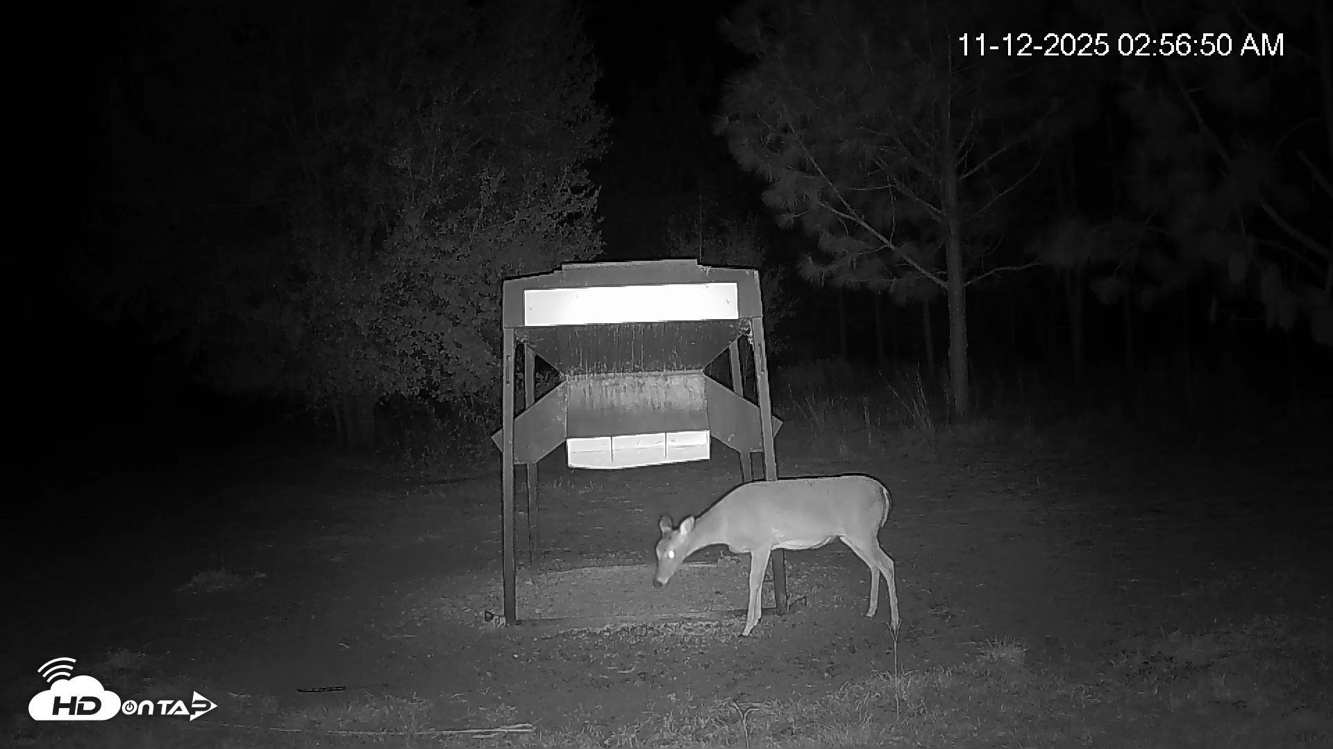 Snapshot of Leesburg Georgia Live Deer Feeder Webcam taken Nov 12, 2025, 2:57am EST
