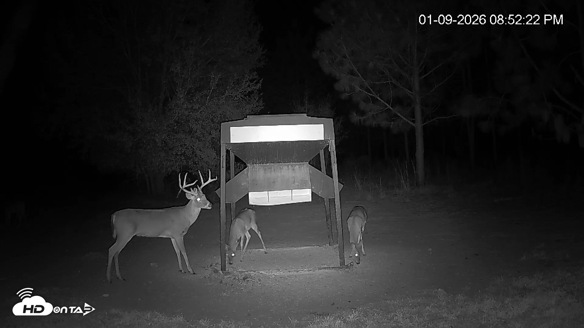 Snapshot of Leesburg Georgia Live Deer Feeder Webcam taken Jan 9, 2026, 8:52pm EST