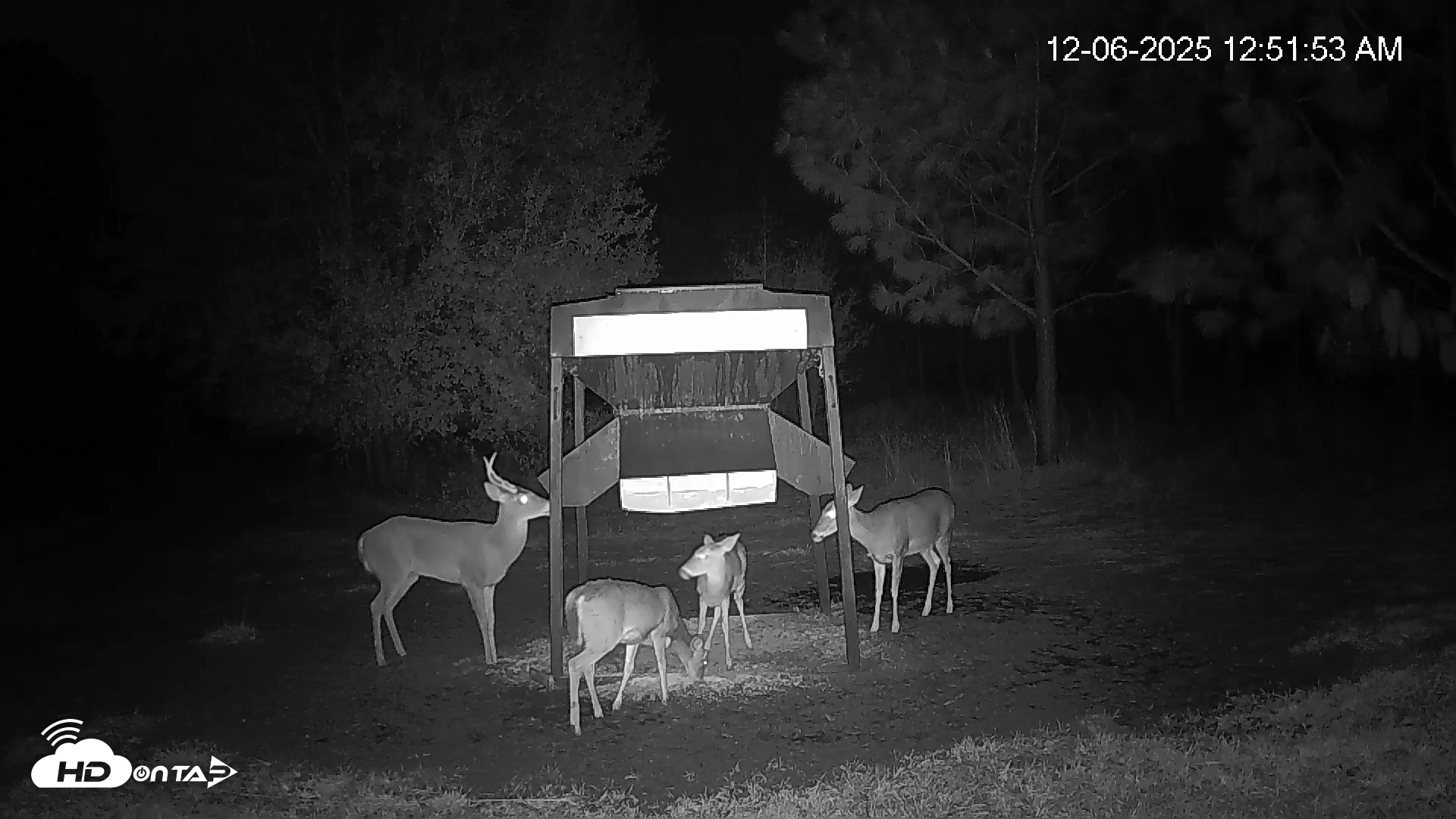 Snapshot of Leesburg Georgia Live Deer Feeder Webcam taken Dec 6, 2025, 12:51am EST