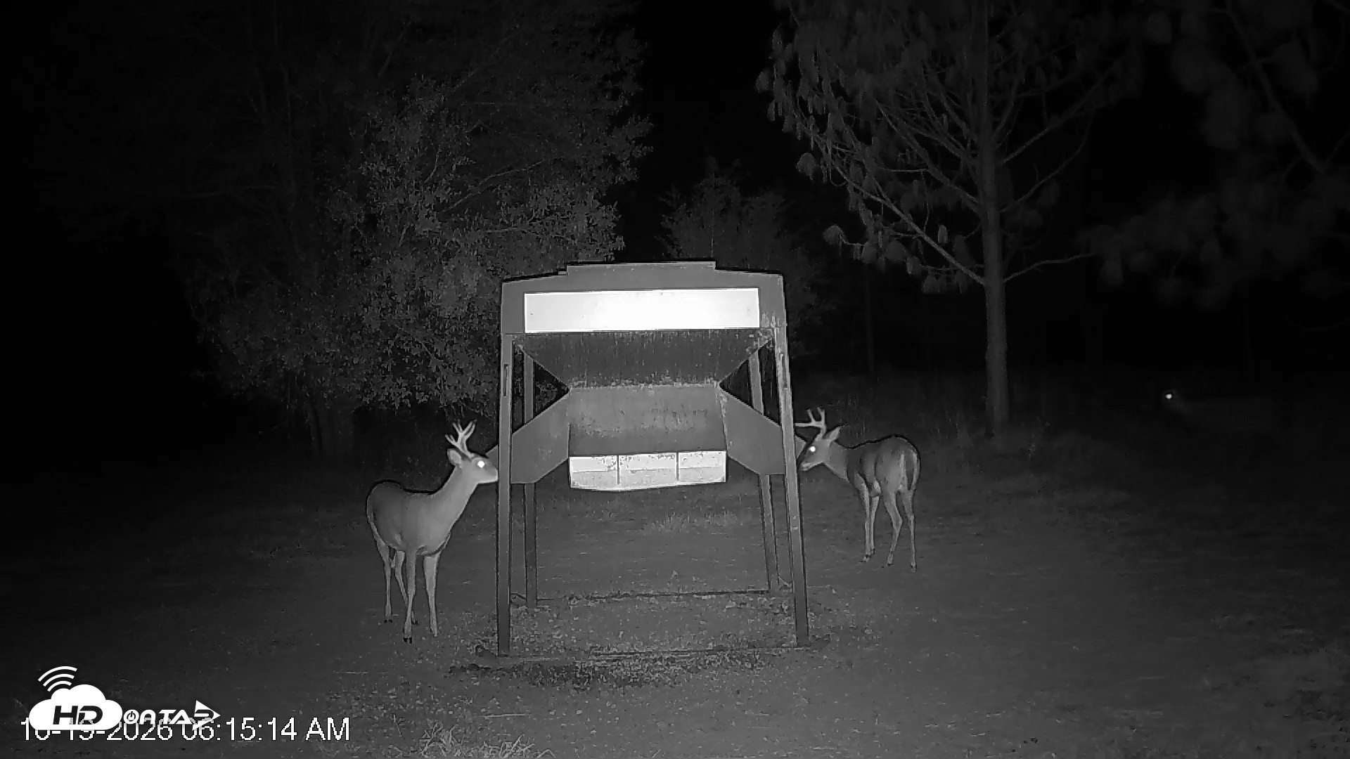 Snapshot of Leesburg Georgia Live Deer Feeder Webcam taken Oct 19, 2026, 6:15am EDT
