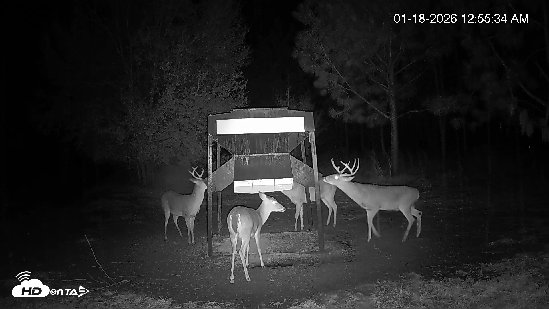 Snapshot of Leesburg Georgia Live Deer Feeder Webcam taken Jan 18, 2026, 12:56am EST