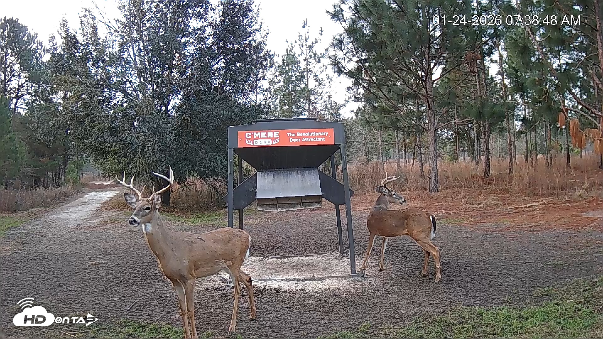 Snapshot of Leesburg Georgia Live Deer Feeder Webcam taken Jan 24, 2026, 7:40am EST