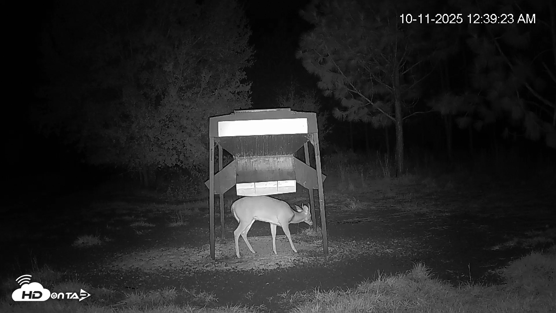 Snapshot of Leesburg Georgia Live Deer Feeder Webcam taken Oct 11, 2025, 12:40am EDT