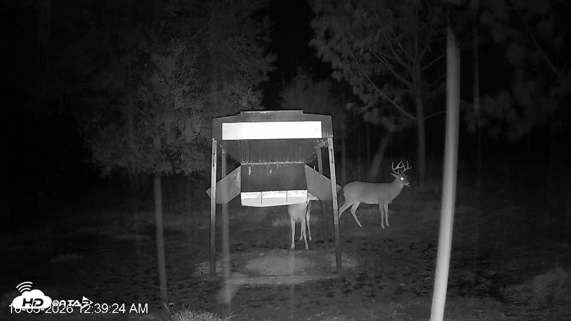Snapshot of Leesburg Georgia Live Deer Feeder Webcam taken Oct 5, 2026, 12:39am EDT