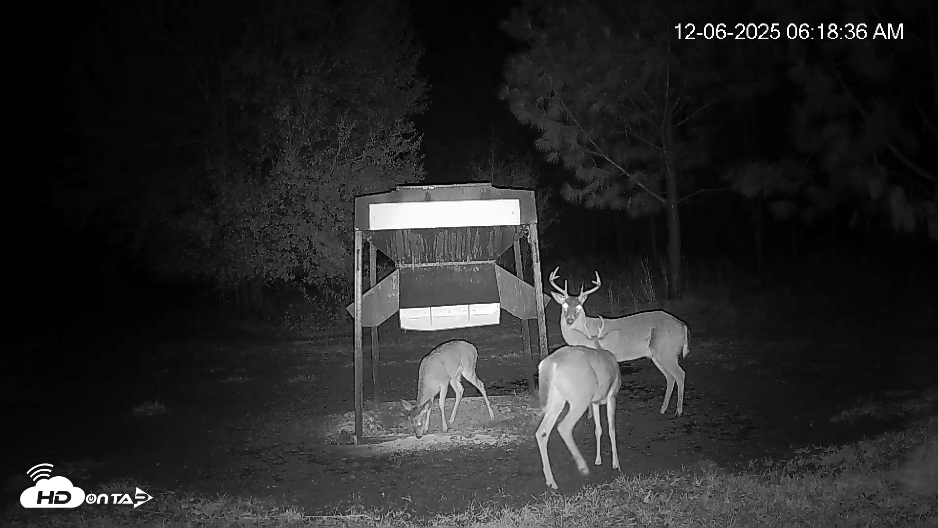 Snapshot of Leesburg Georgia Live Deer Feeder Webcam taken Dec 6, 2025, 6:18am EST