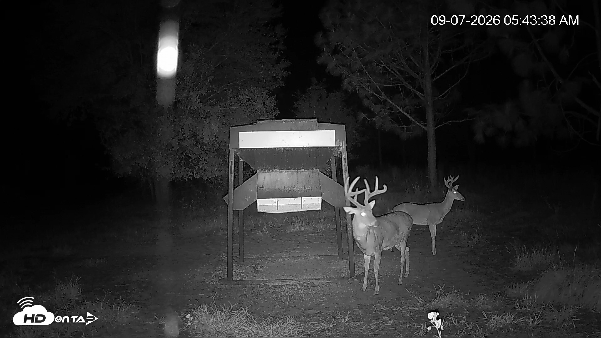 Snapshot of Leesburg Georgia Live Deer Feeder Webcam taken Sep 7, 2026, 5:44am EDT