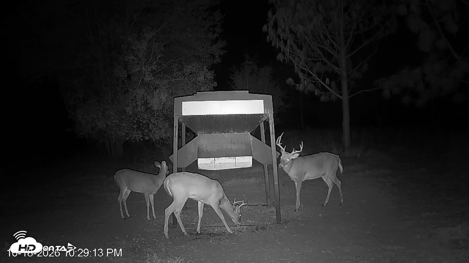 Snapshot of Leesburg Georgia Live Deer Feeder Webcam taken Oct 18, 2026, 10:29pm EDT