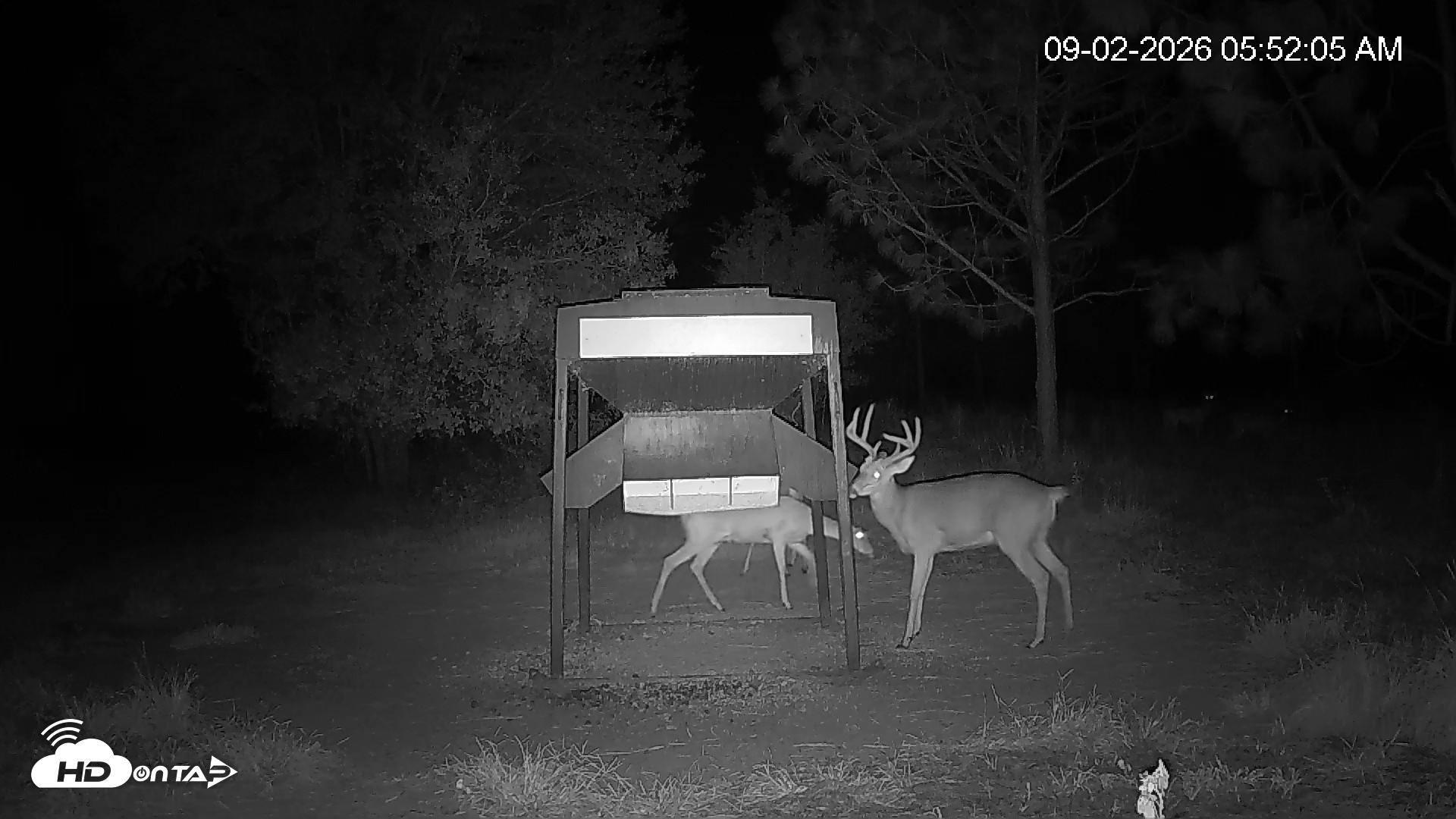 Snapshot of Leesburg Georgia Live Deer Feeder Webcam taken Sep 2, 2026, 5:52am EDT