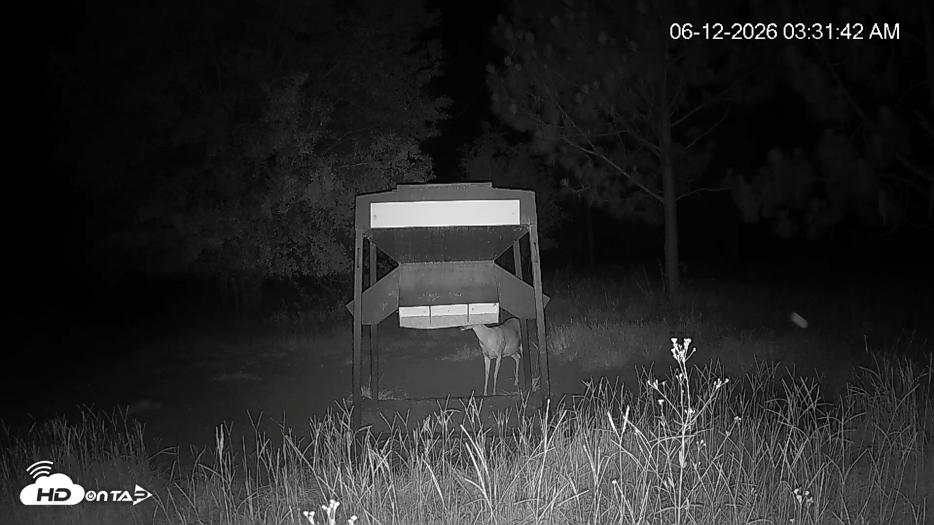 Snapshot of Leesburg Georgia Live Deer Feeder Webcam taken Jun 12, 2026, 3:32am EDT
