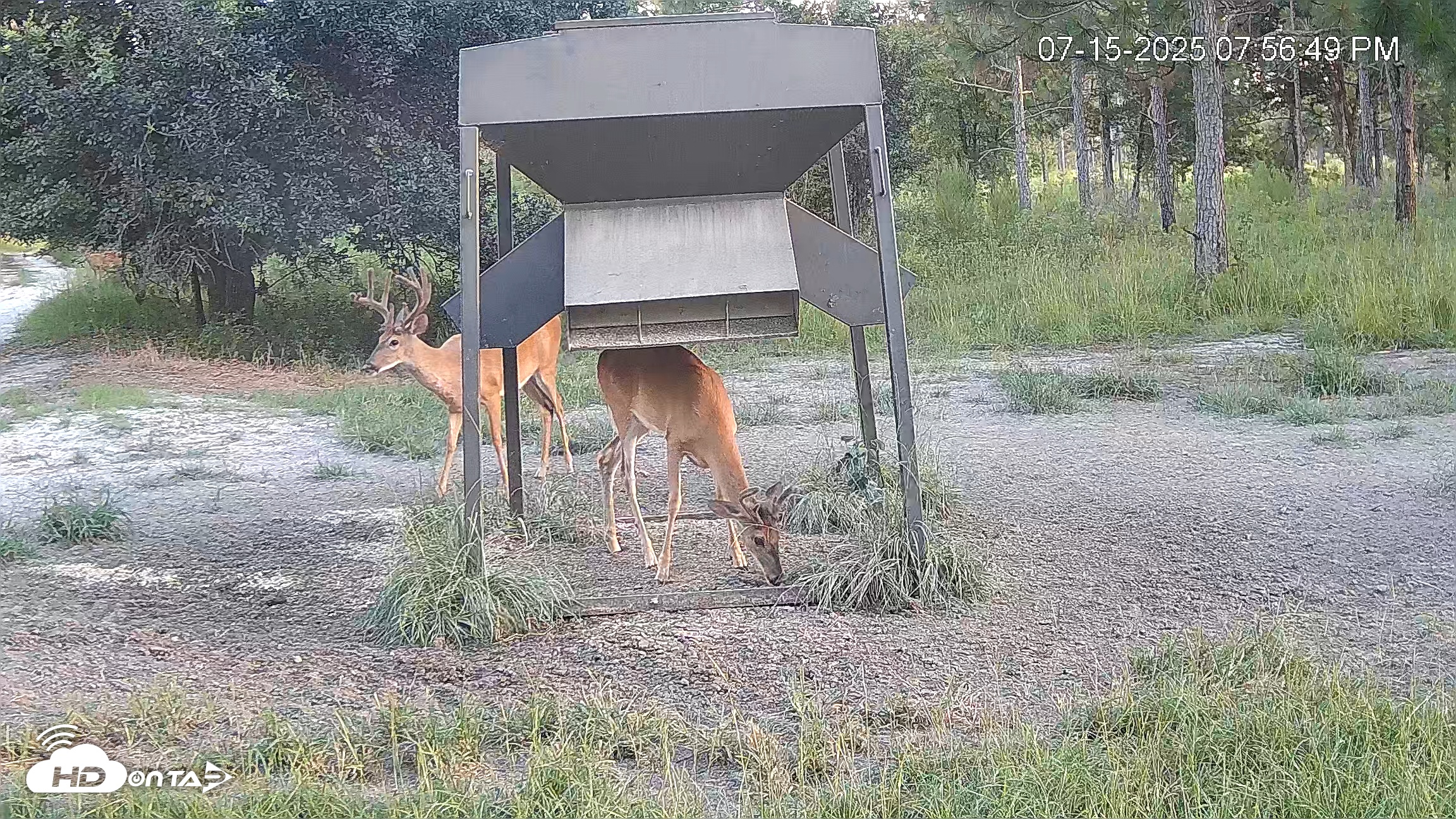 Snapshot of Leesburg Georgia Live Deer Feeder Webcam taken Jul 15, 2025, 7:56pm EDT