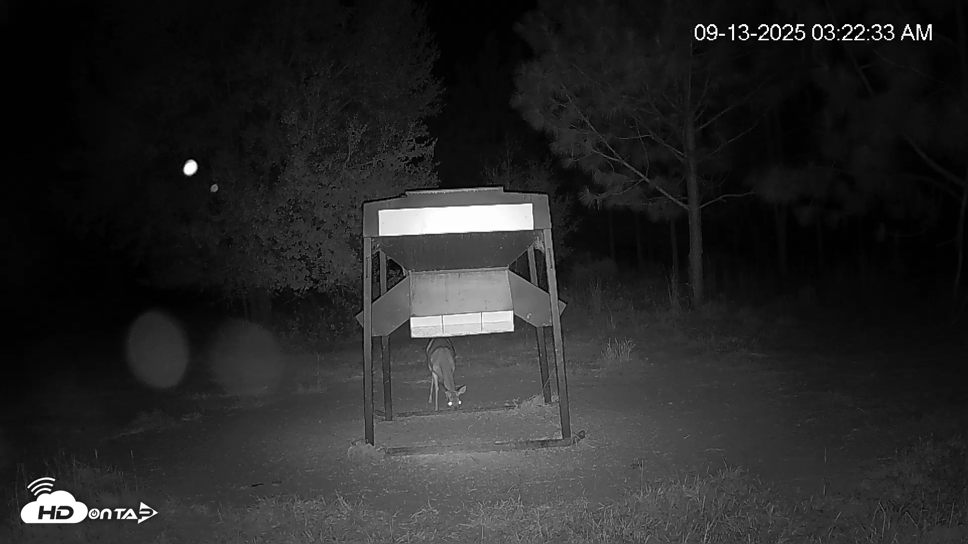 Snapshot of Leesburg Georgia Live Deer Feeder Webcam taken Sep 13, 2025, 3:22am EDT