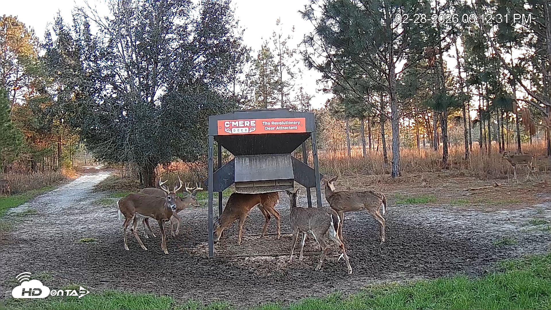 Snapshot of Leesburg Georgia Live Deer Feeder Webcam taken Feb 28, 2026, 6:12pm EST
