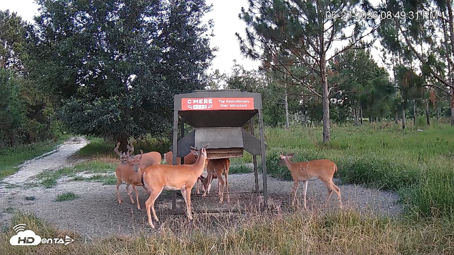 Snapshot of Leesburg Georgia Live Deer Feeder Webcam taken Jun 27, 2026, 8:49pm EDT
