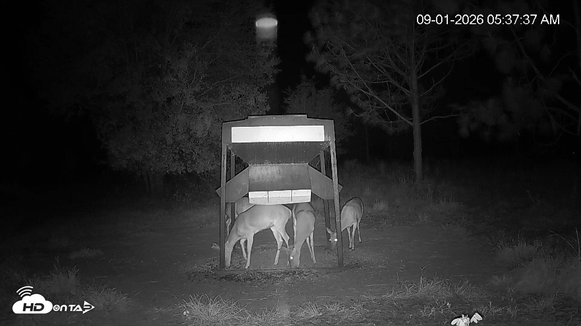 Snapshot of Leesburg Georgia Live Deer Feeder Webcam taken Sep 1, 2026, 5:37am EDT