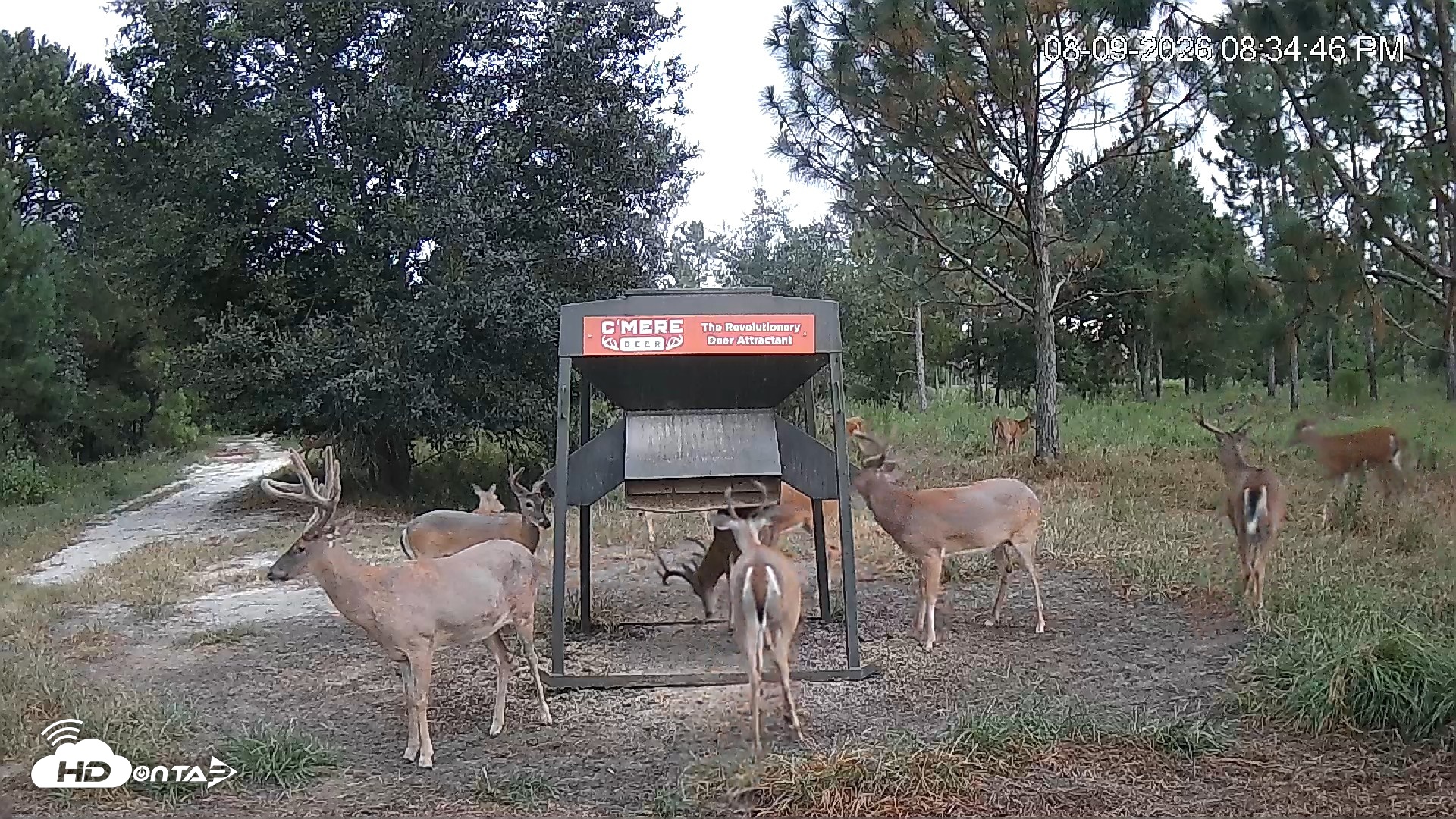 Snapshot of Leesburg Georgia Live Deer Feeder Webcam taken Aug 9, 2026, 8:35pm EDT
