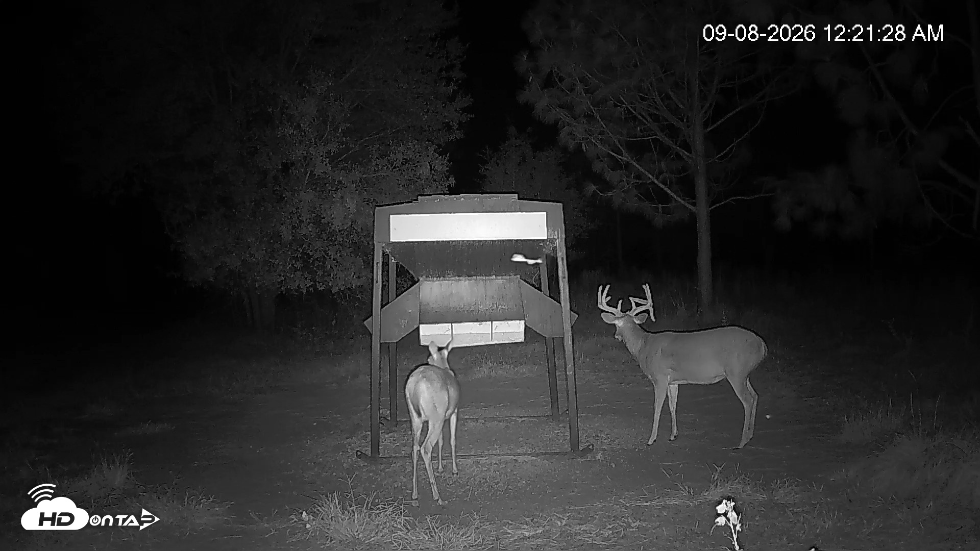 Snapshot of Leesburg Georgia Live Deer Feeder Webcam taken Sep 8, 2026, 12:22am EDT
