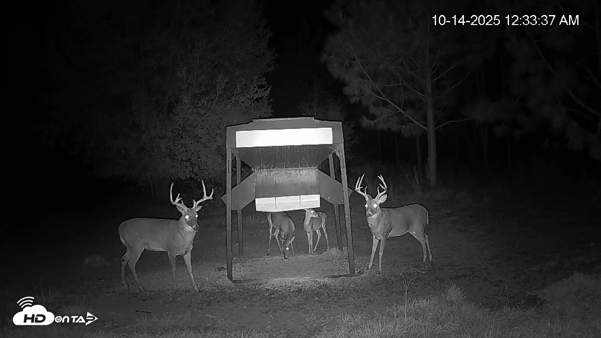 Snapshot of Leesburg Georgia Live Deer Feeder Webcam taken Oct 14, 2025, 12:35am EDT