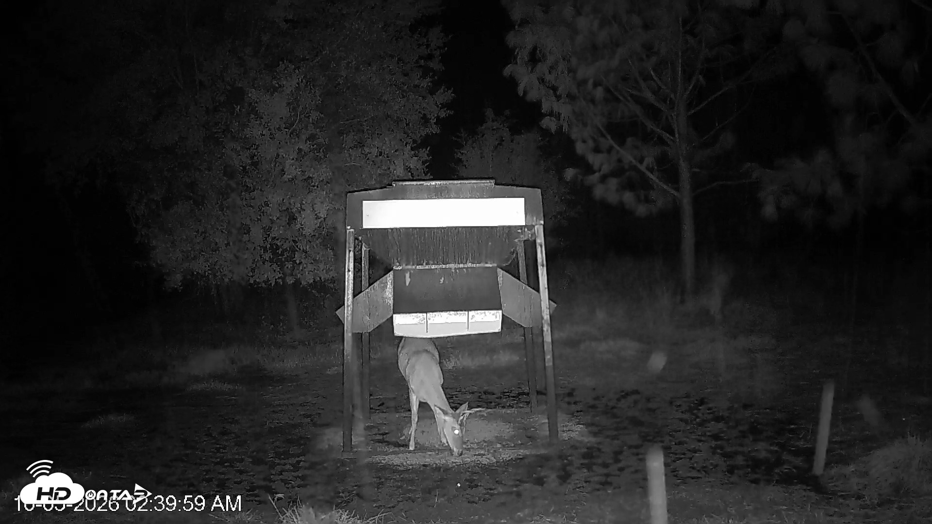 Snapshot of Leesburg Georgia Live Deer Feeder Webcam taken Oct 5, 2026, 2:39am EDT