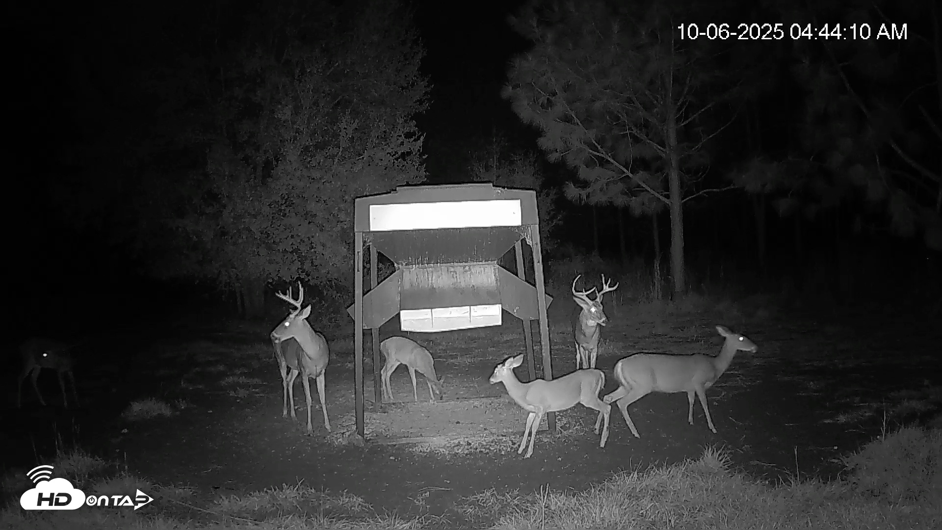 Snapshot of Leesburg Georgia Live Deer Feeder Webcam taken Oct 6, 2025, 4:43am EDT