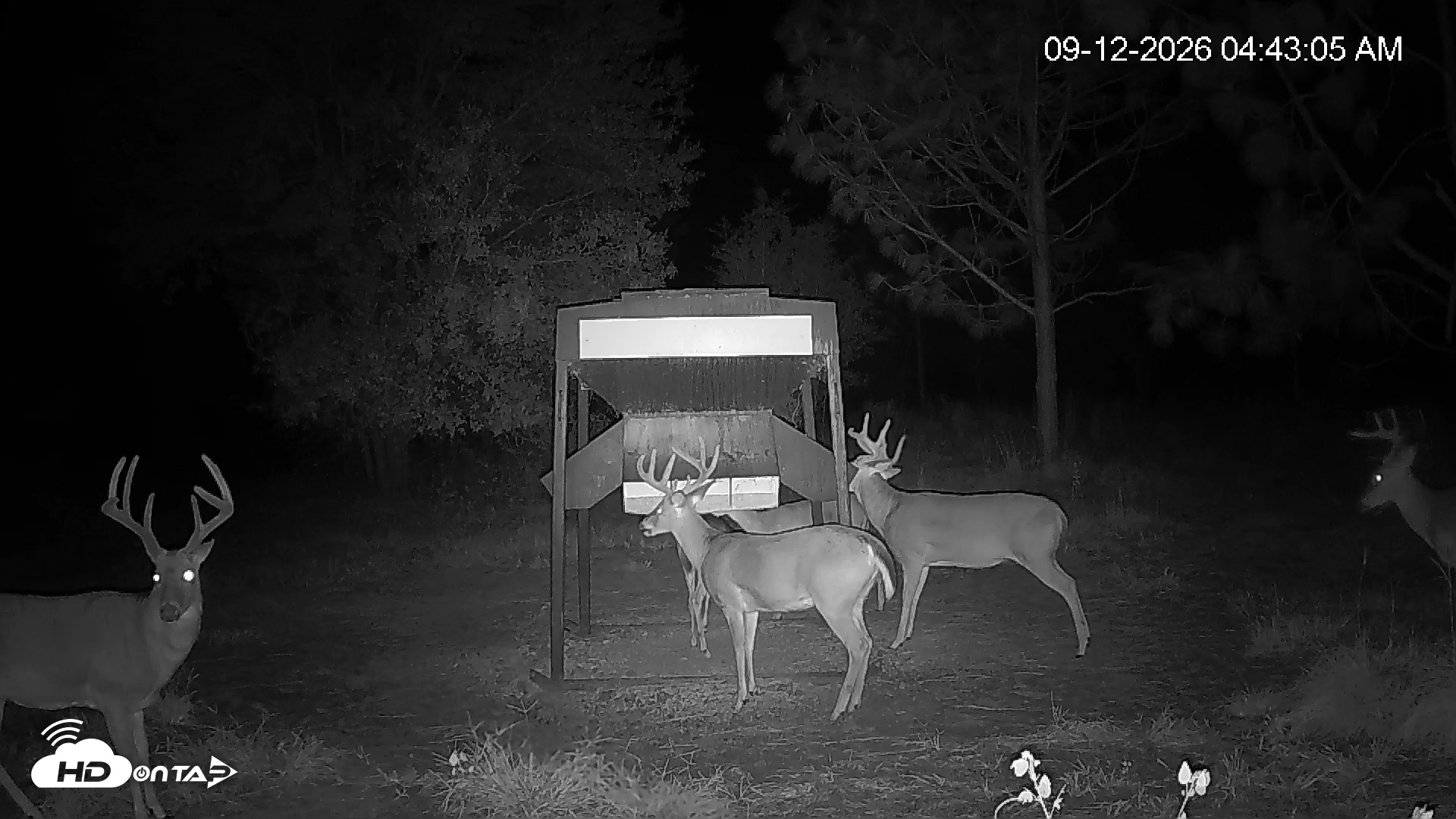 Snapshot of Leesburg Georgia Live Deer Feeder Webcam taken Sep 12, 2026, 4:43am EDT