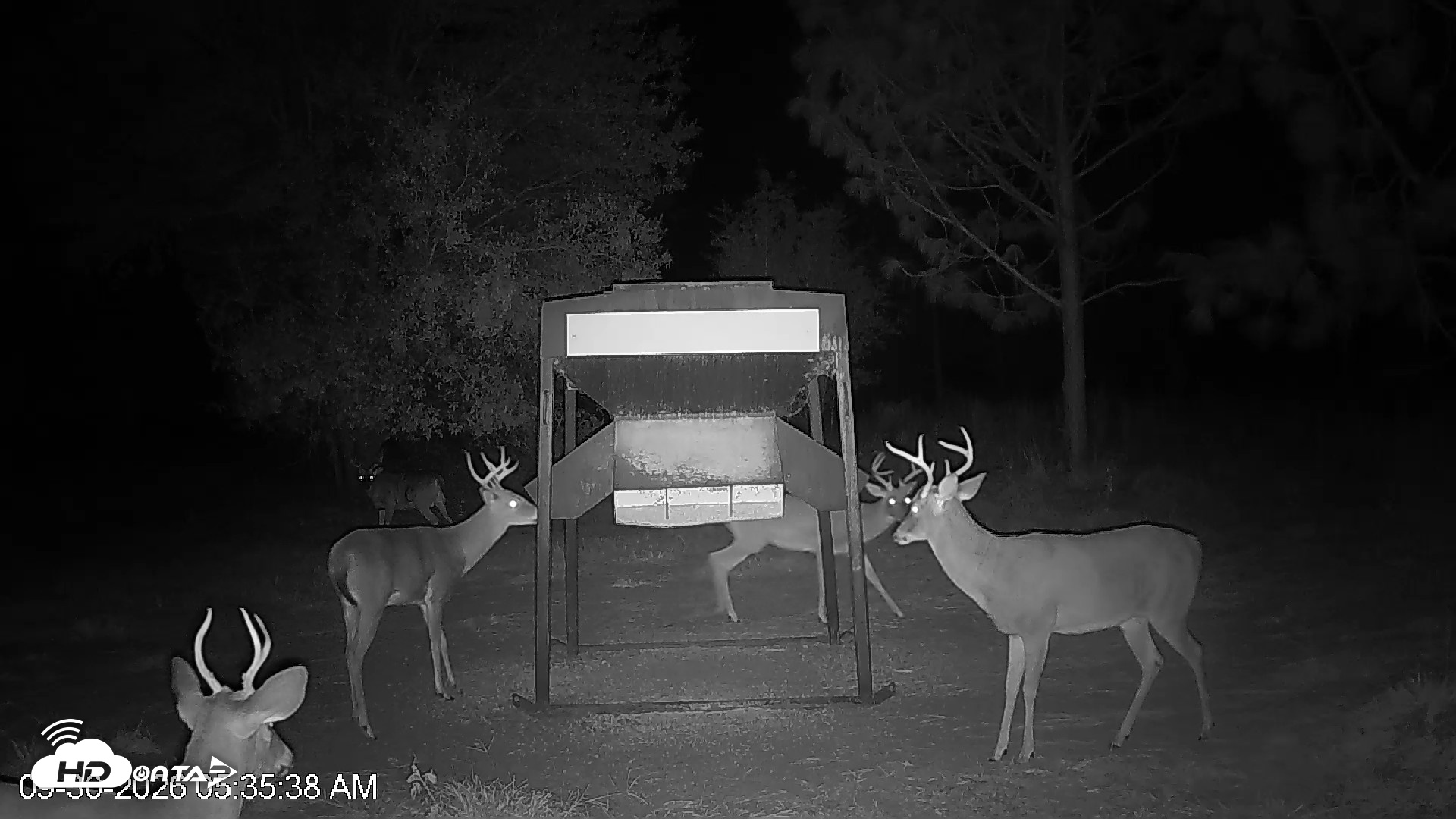 Snapshot of Leesburg Georgia Live Deer Feeder Webcam taken Sep 30, 2026, 5:35am EDT