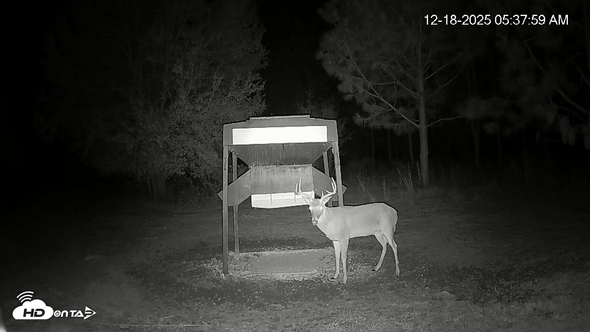 Snapshot of Leesburg Georgia Live Deer Feeder Webcam taken Dec 18, 2025, 5:38am EST