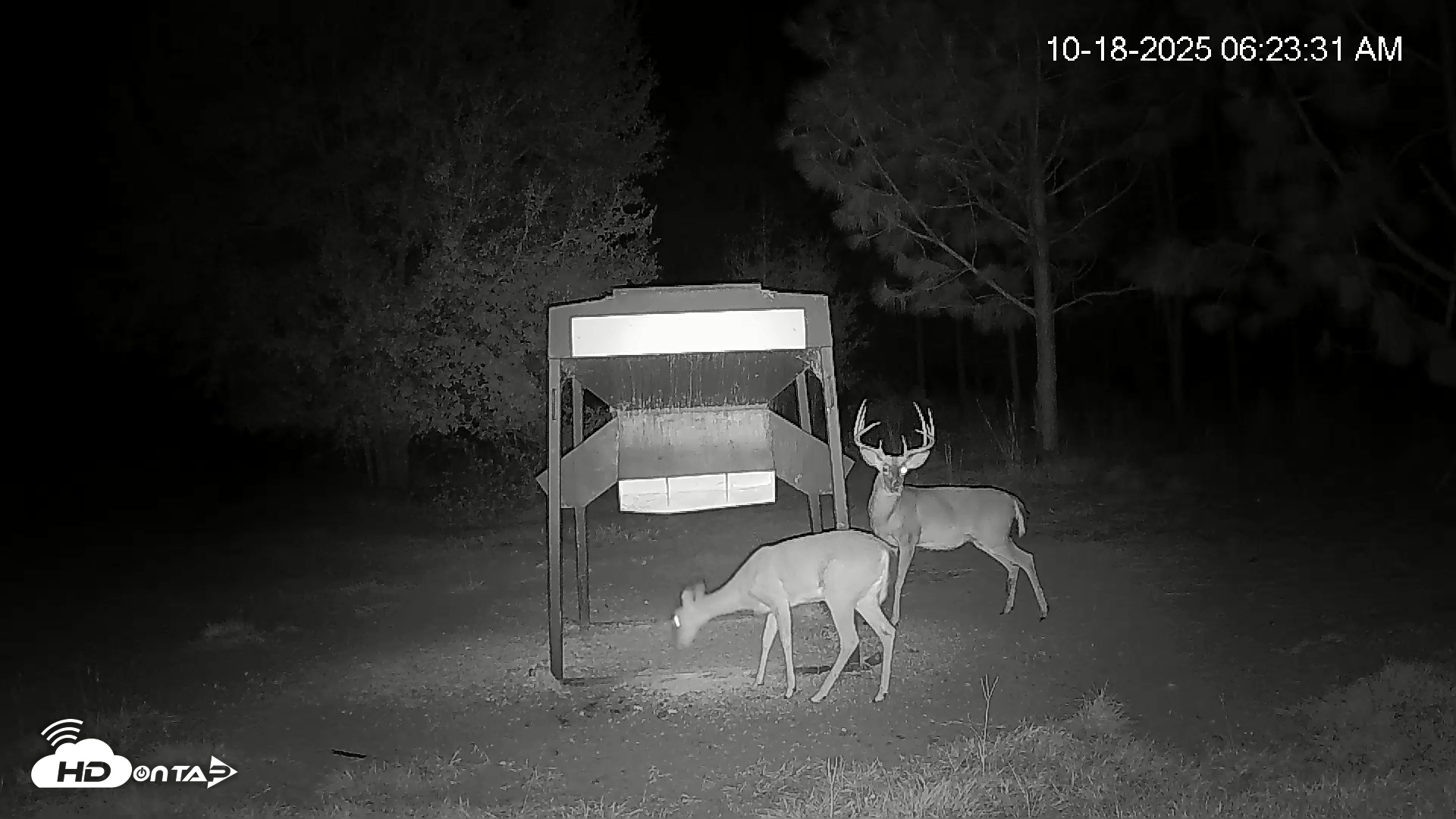Snapshot of Leesburg Georgia Live Deer Feeder Webcam taken Oct 18, 2025, 6:23am EDT