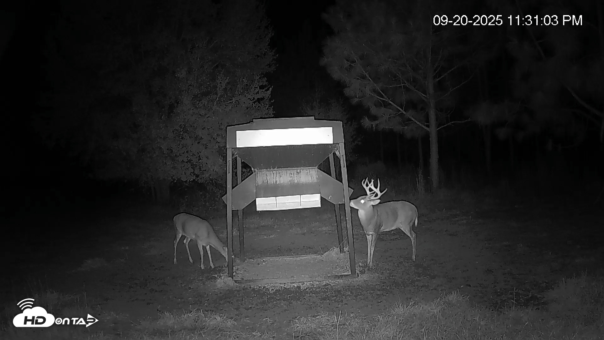 Snapshot of Leesburg Georgia Live Deer Feeder Webcam taken Sep 20, 2025, 11:31pm EDT