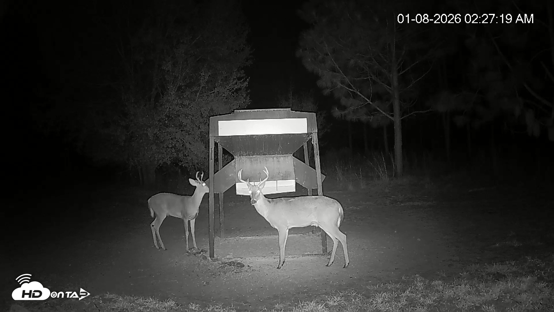 Snapshot of Leesburg Georgia Live Deer Feeder Webcam taken Jan 8, 2026, 2:27am EST