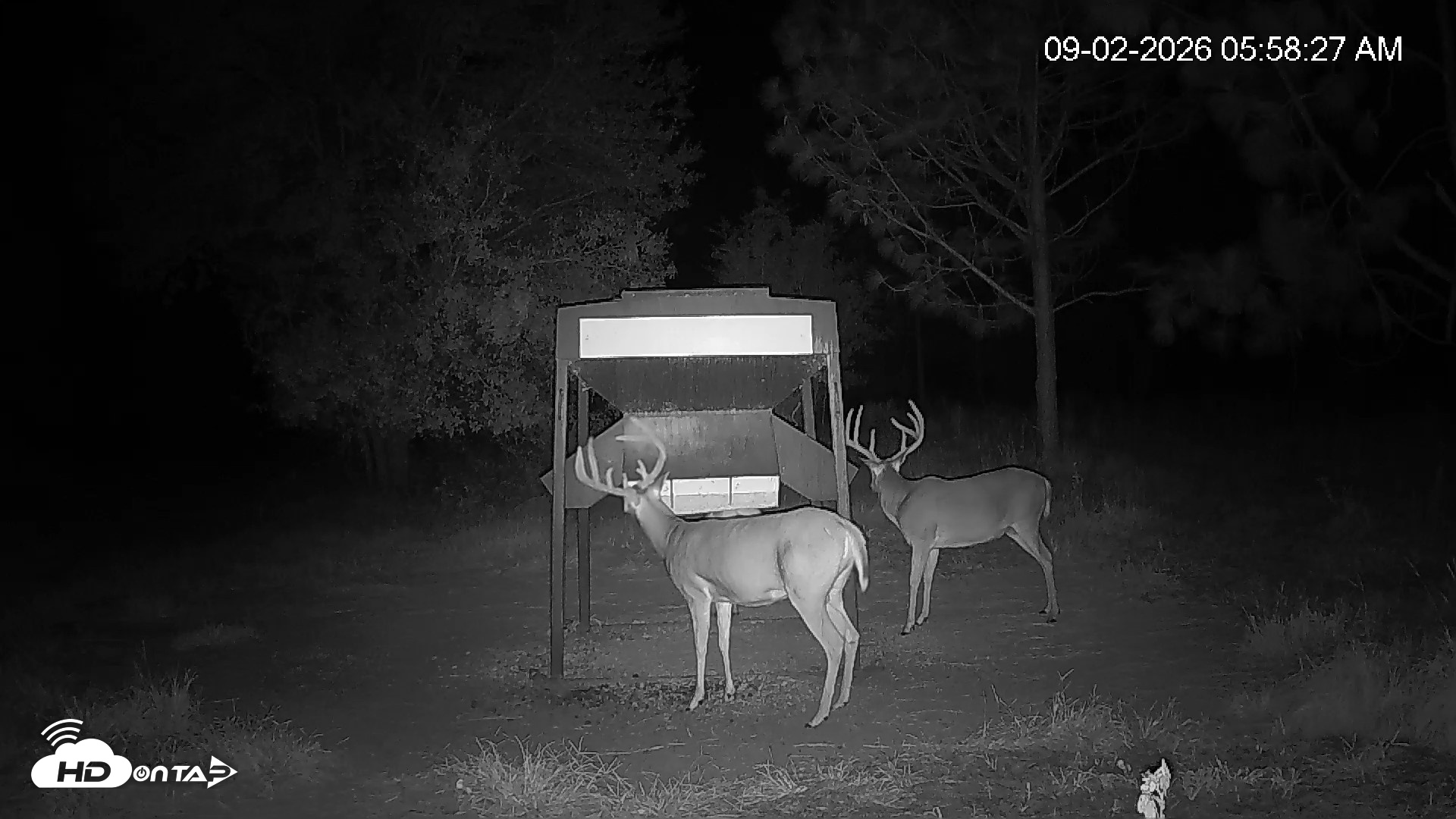 Snapshot of Leesburg Georgia Live Deer Feeder Webcam taken Sep 2, 2026, 5:58am EDT