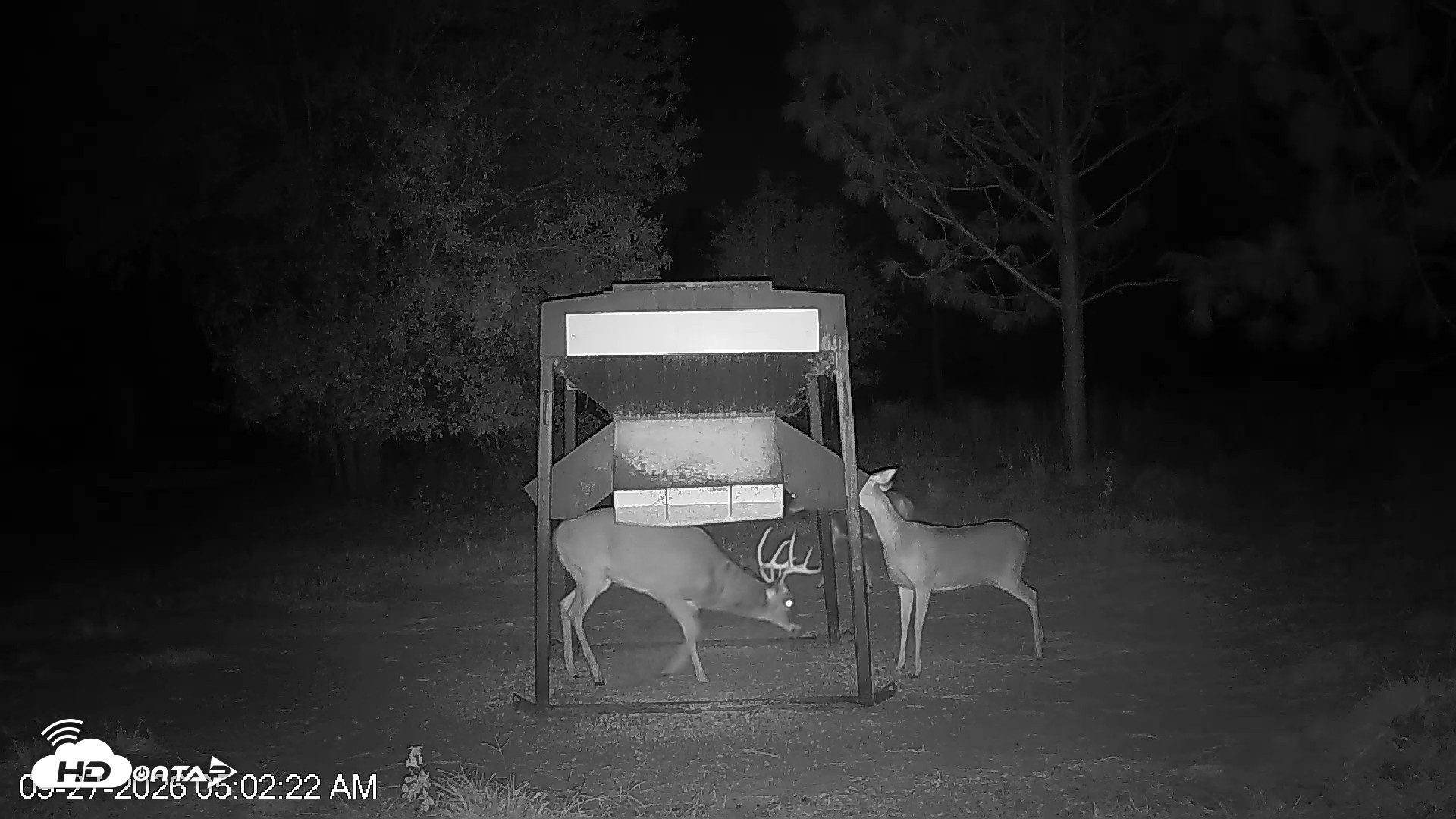 Snapshot of Leesburg Georgia Live Deer Feeder Webcam taken Sep 27, 2026, 5:02am EDT