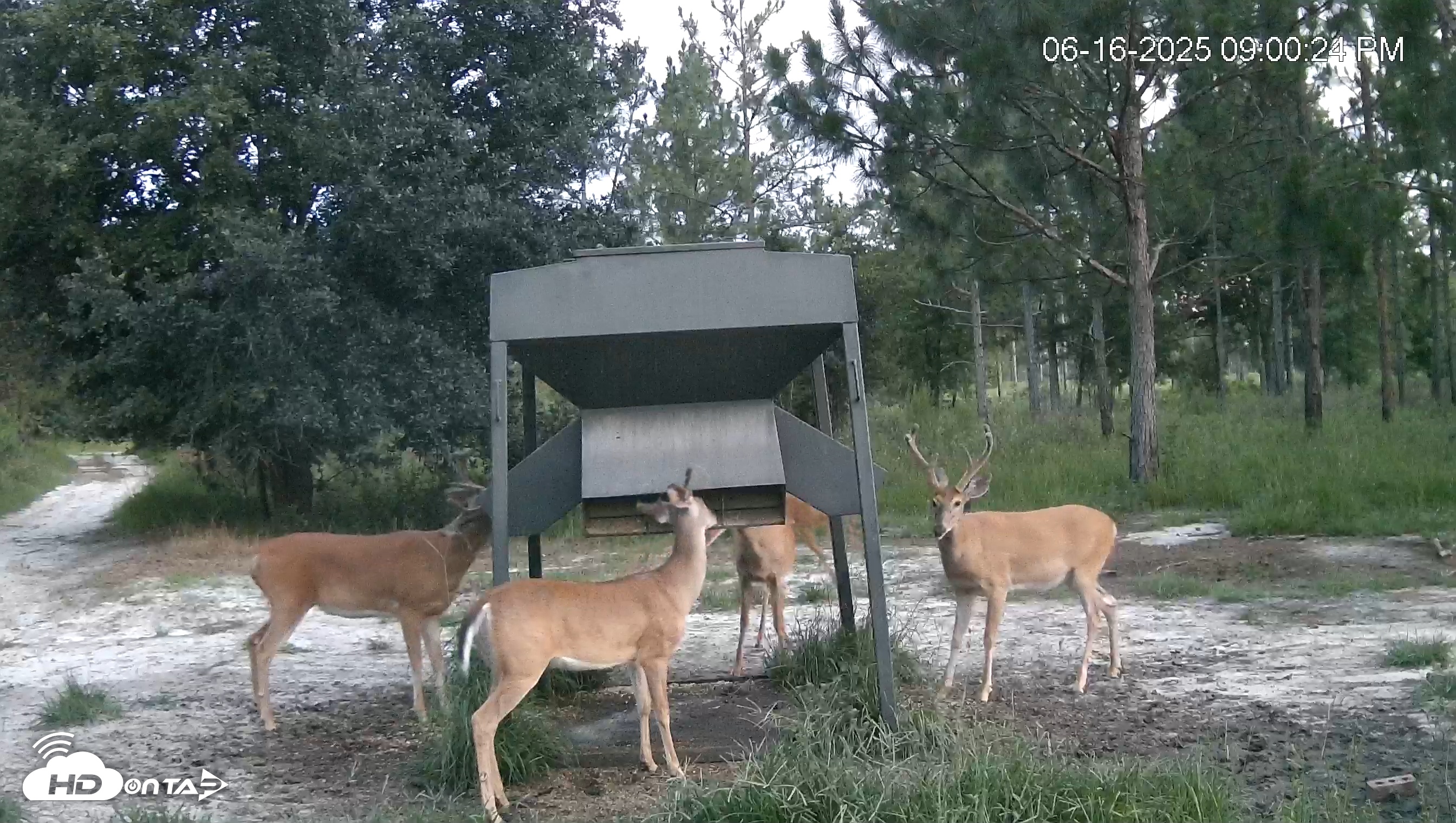 Snapshot of Leesburg Georgia Live Deer Feeder Webcam taken Jun 16, 2025, 9:01pm EDT