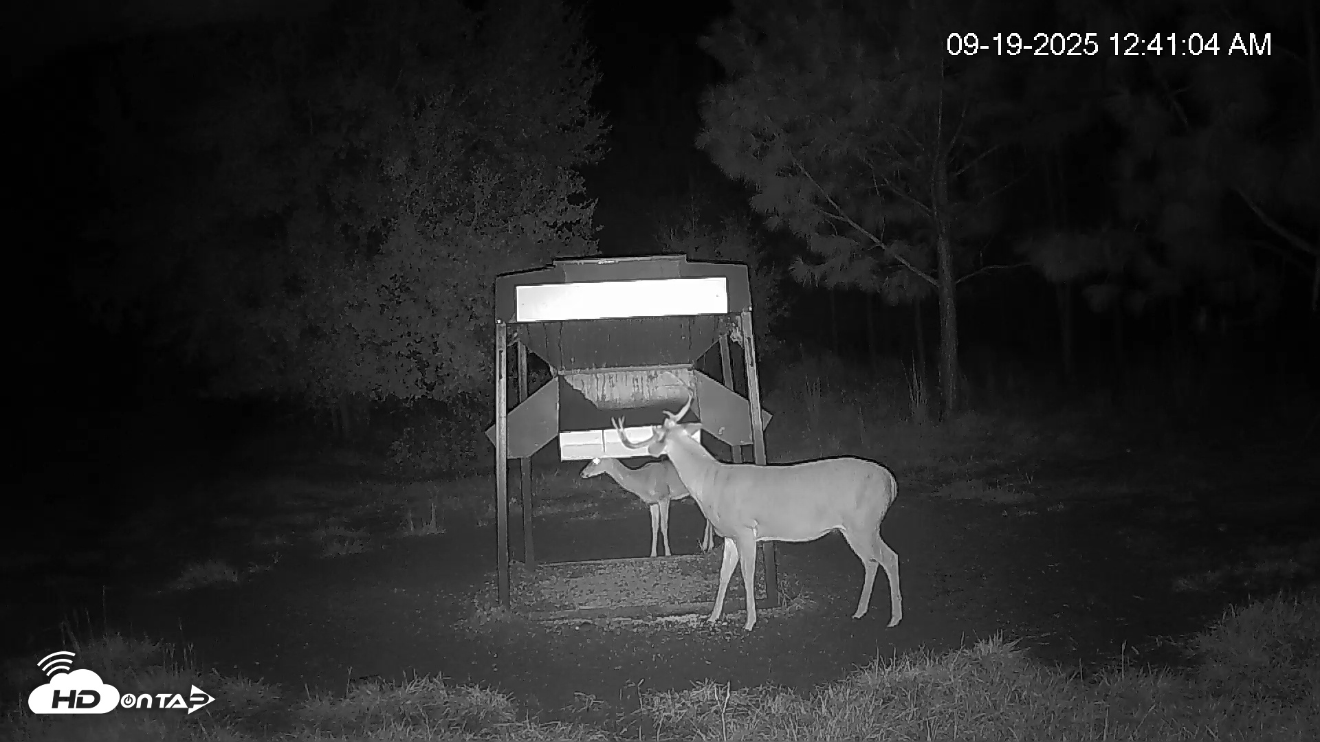 Snapshot of Leesburg Georgia Live Deer Feeder Webcam taken Sep 19, 2025, 12:41am EDT