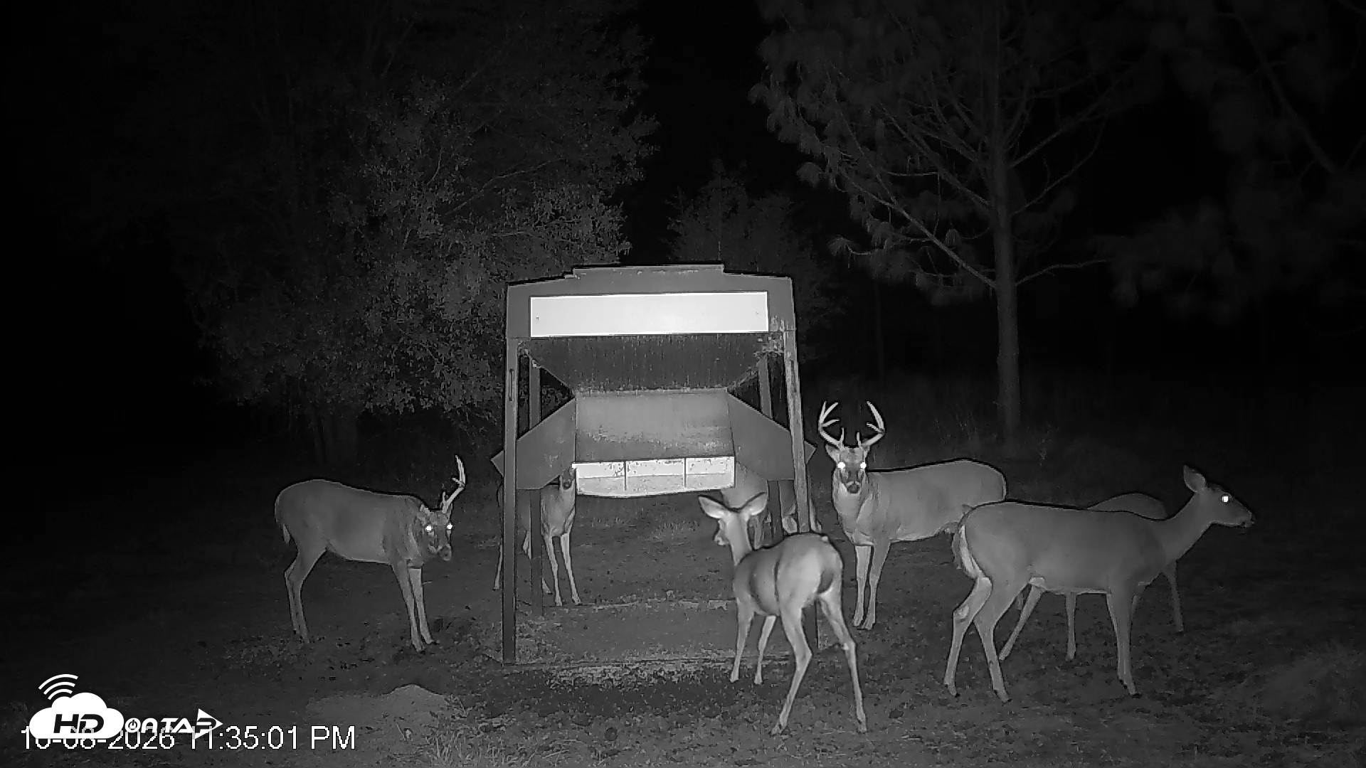 Snapshot of Leesburg Georgia Live Deer Feeder Webcam taken Oct 8, 2026, 11:34pm EDT