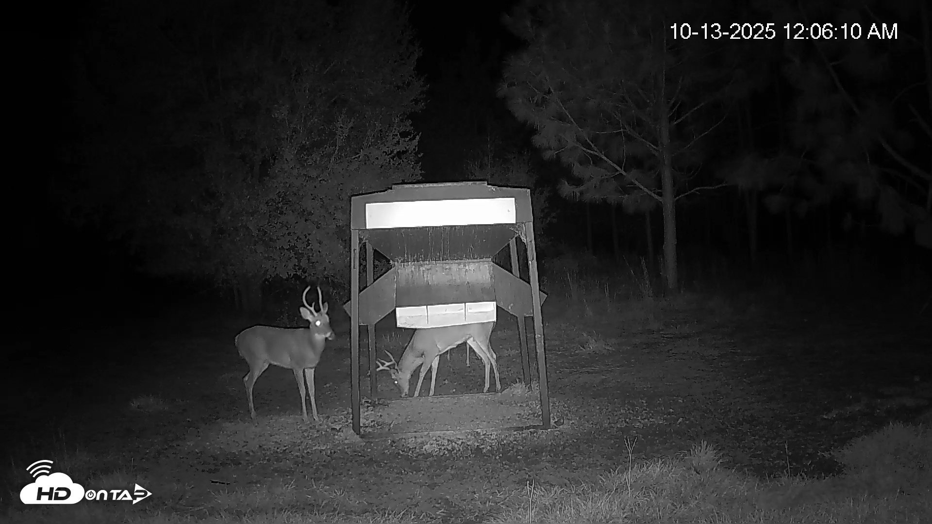 Snapshot of Leesburg Georgia Live Deer Feeder Webcam taken Oct 13, 2025, 12:06am EDT