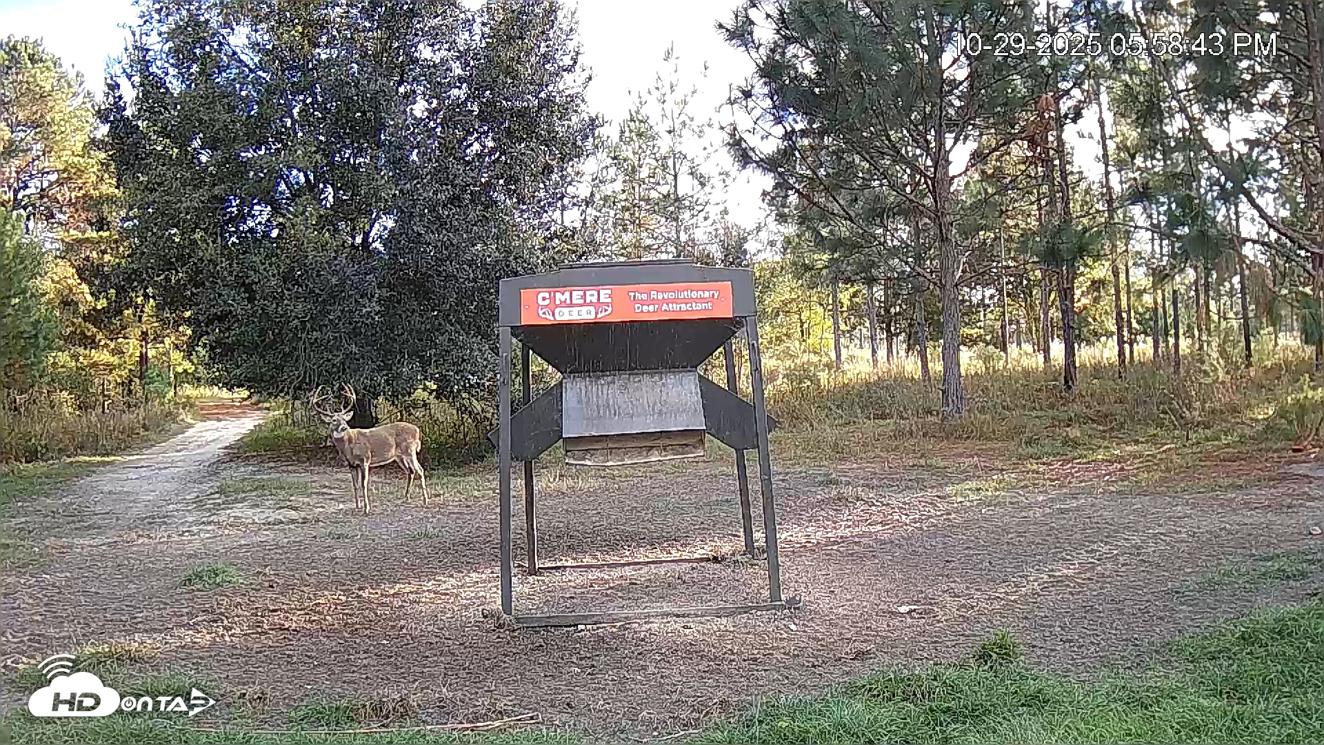 Snapshot of Leesburg Georgia Live Deer Feeder Webcam taken Oct 29, 2025, 5:58pm EDT