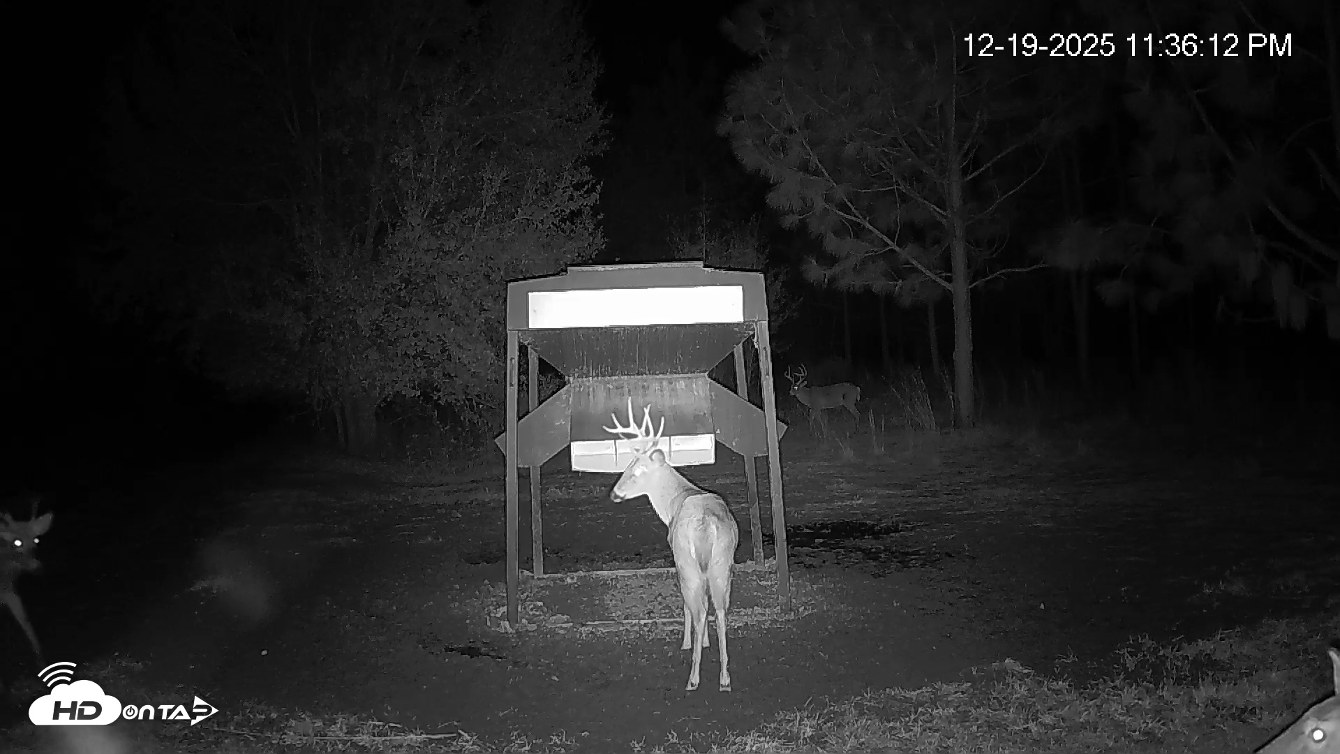 Snapshot of Leesburg Georgia Live Deer Feeder Webcam taken Dec 19, 2025, 11:37pm EST