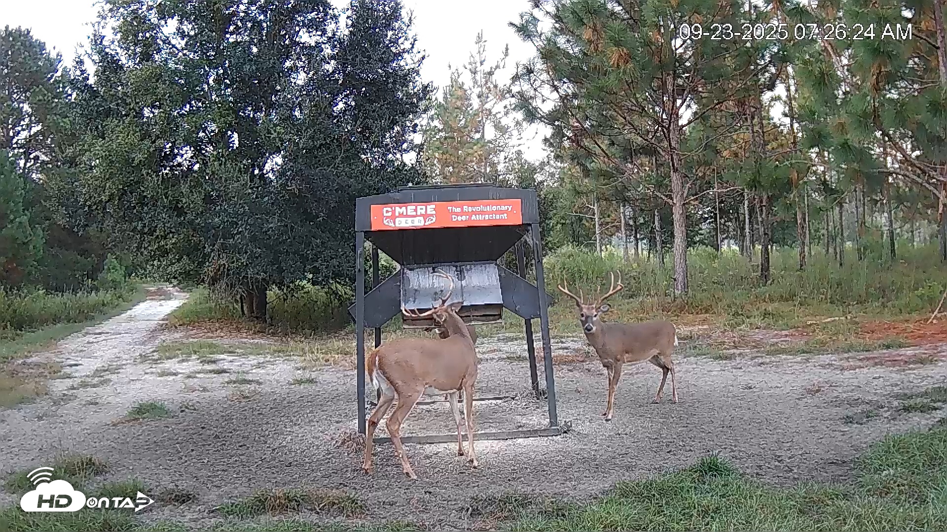Snapshot of Leesburg Georgia Live Deer Feeder Webcam taken Sep 23, 2025, 7:26am EDT