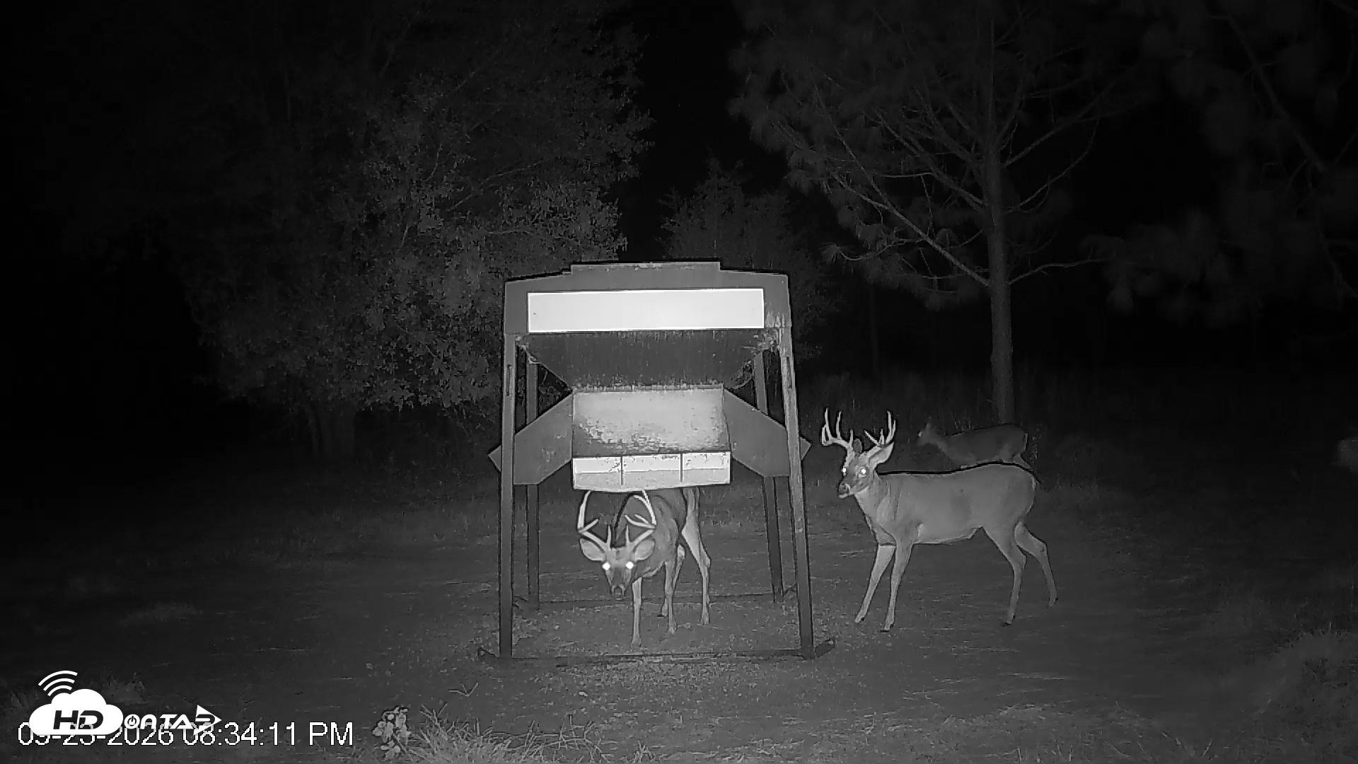 Snapshot of Leesburg Georgia Live Deer Feeder Webcam taken Sep 23, 2026, 8:34pm EDT