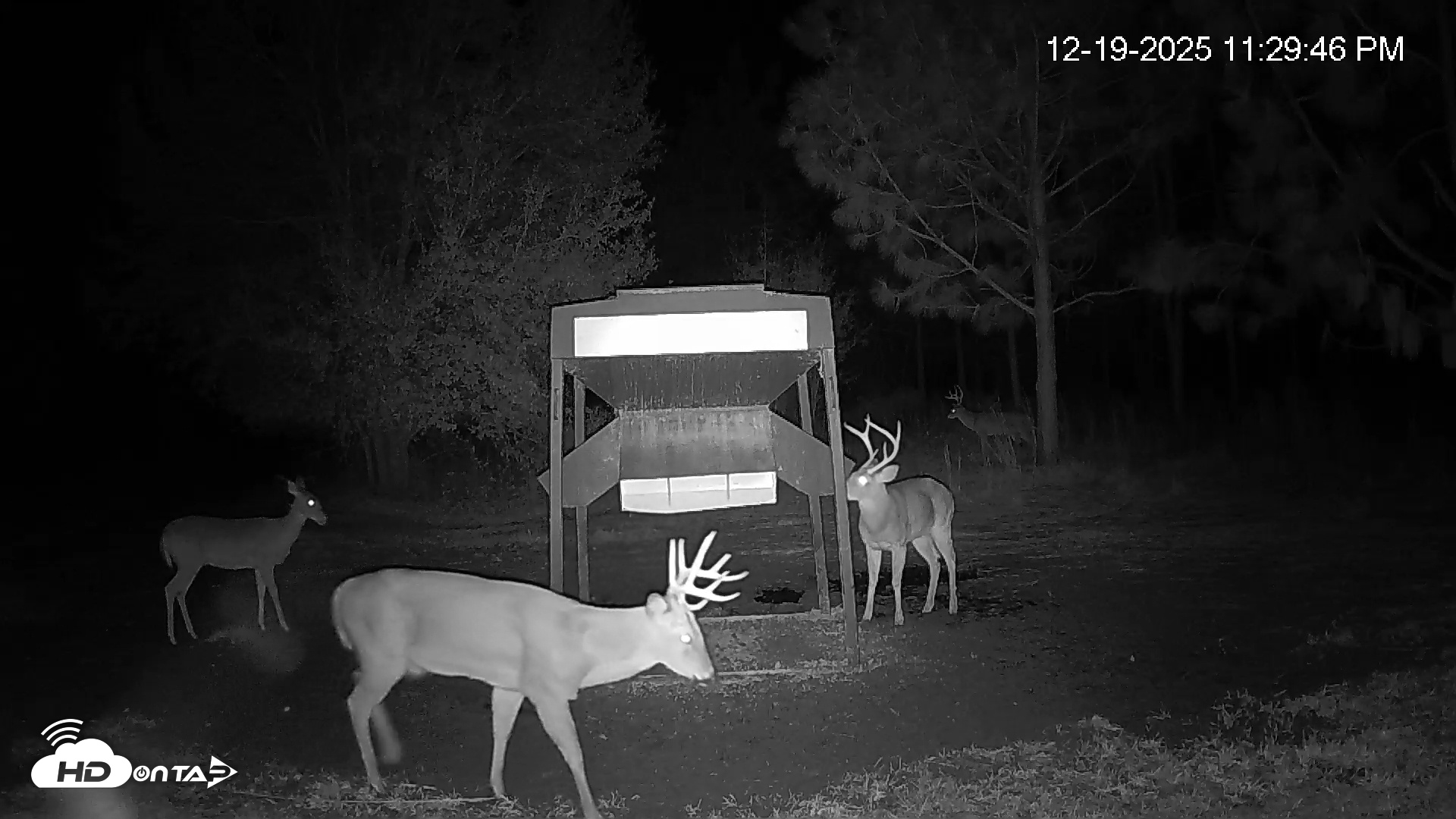 Snapshot of Leesburg Georgia Live Deer Feeder Webcam taken Dec 19, 2025, 11:30pm EST
